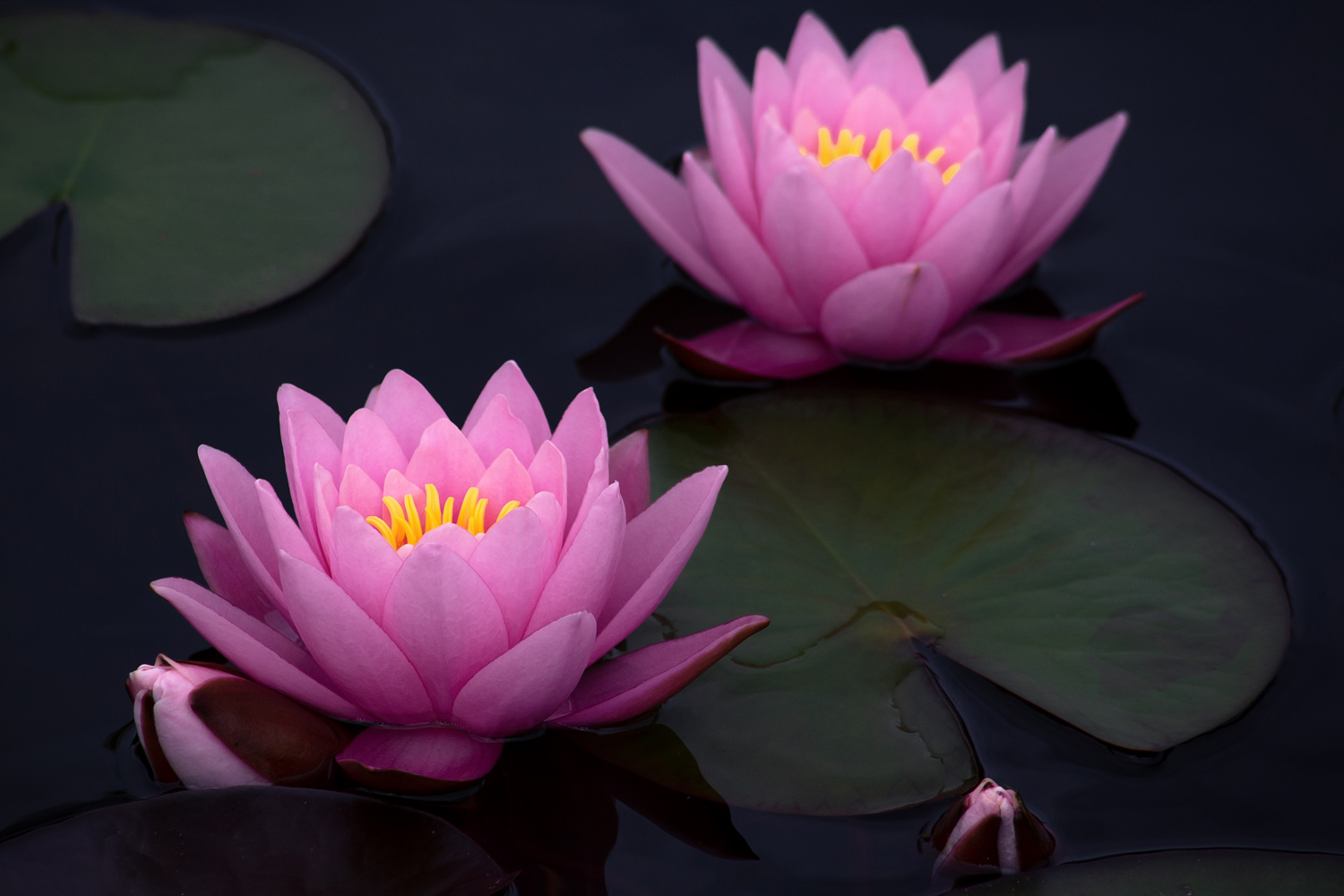 , Алексеев Сергей