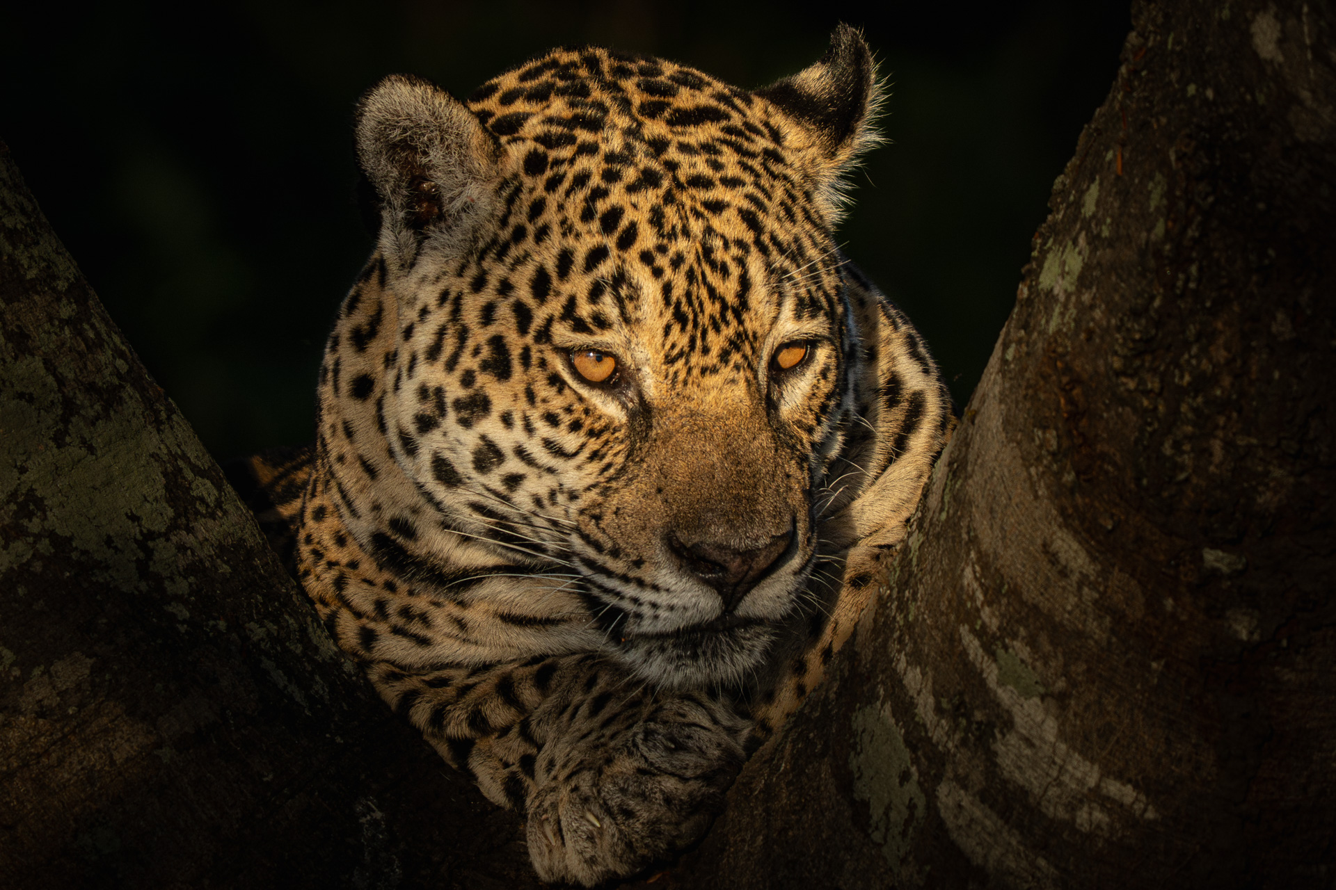 Brazil, Pantanal Reserve, Ягуар, Кабанов Дмитрий