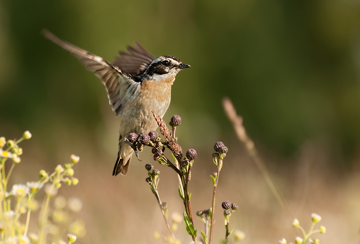 , Олег Тыркин