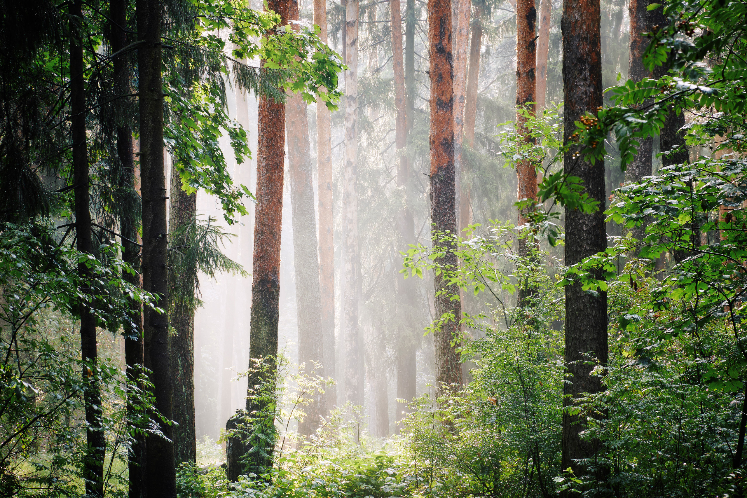 лес, деревья, листва, свет, Валерий Вождаев