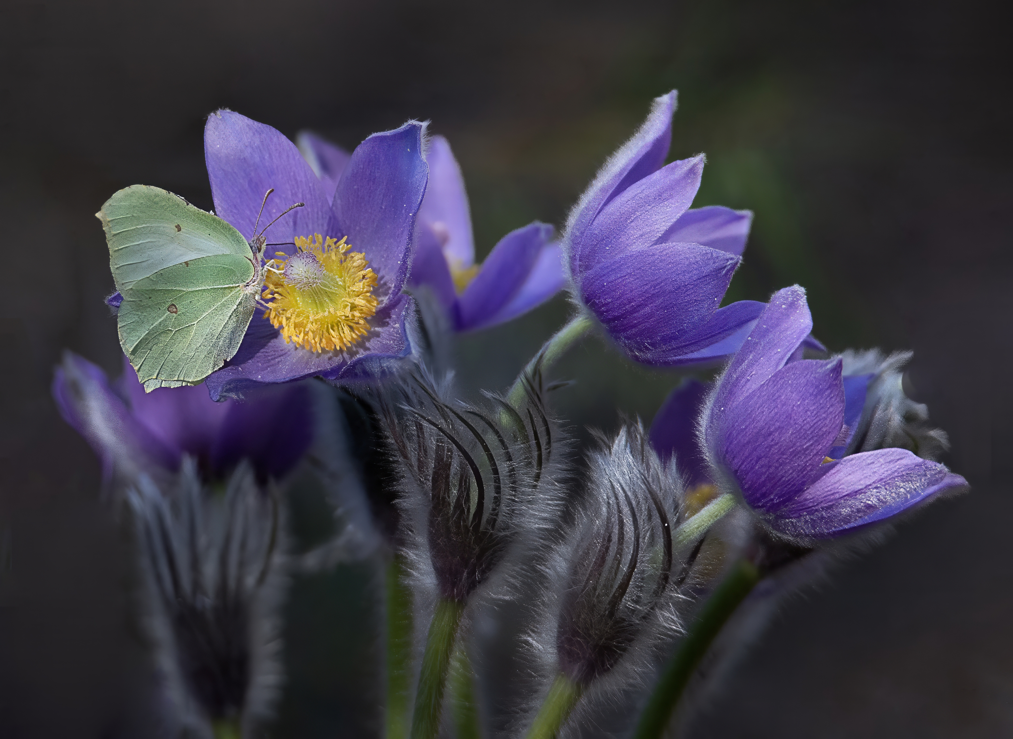 , Людмила Железнова