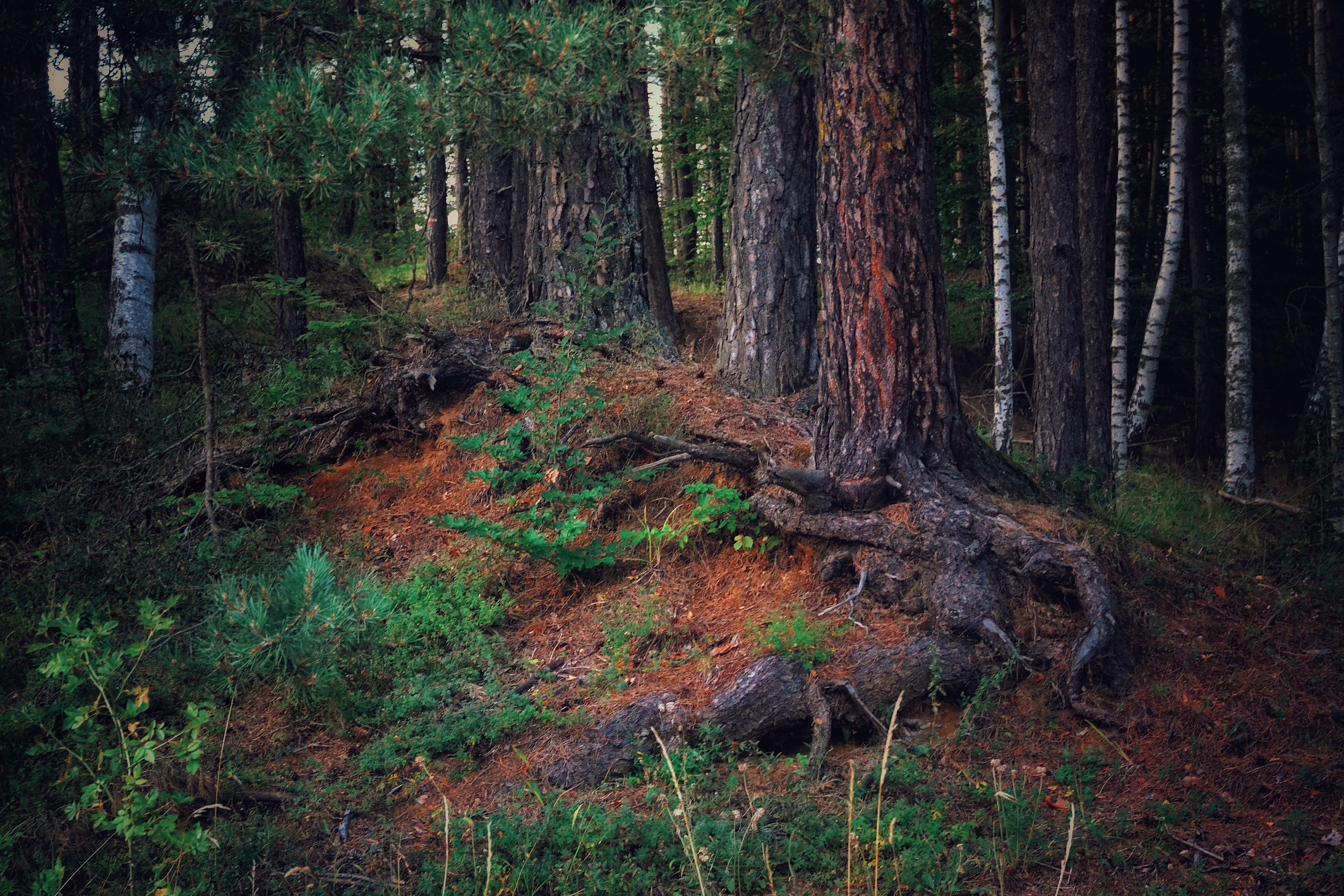 , Юлияна Стоянова