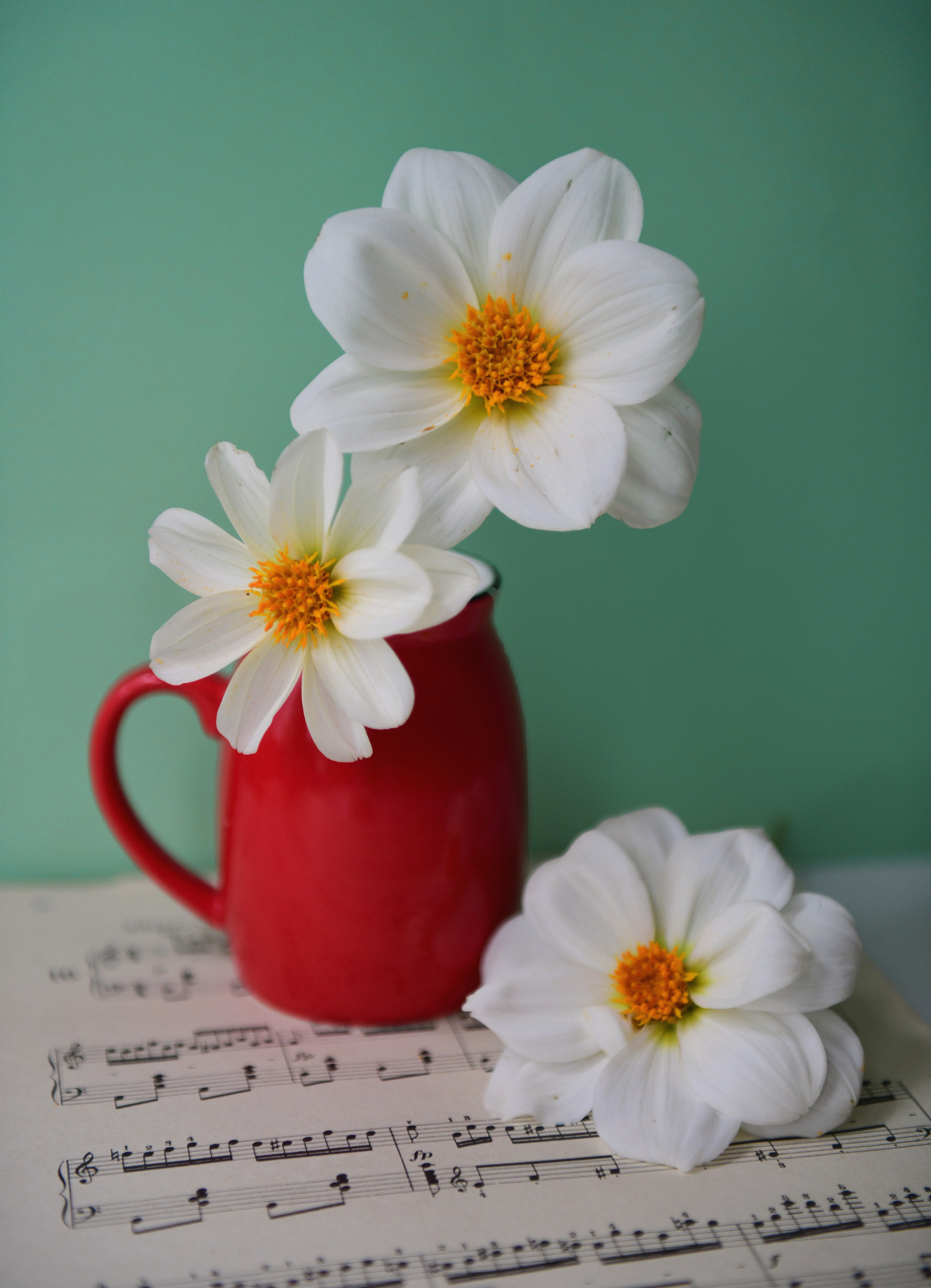 , Божена Пучко