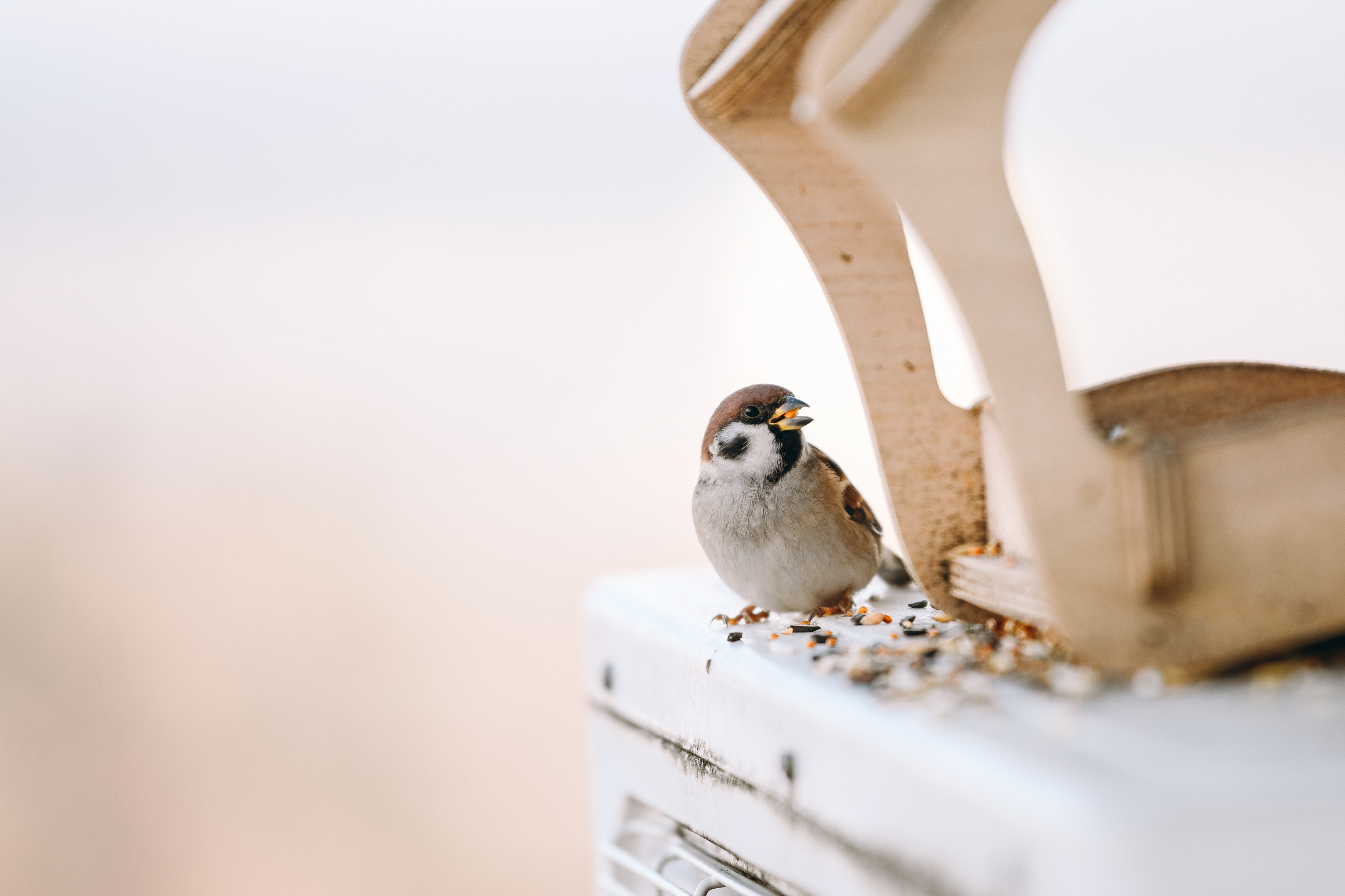 , Алена Ковалёва