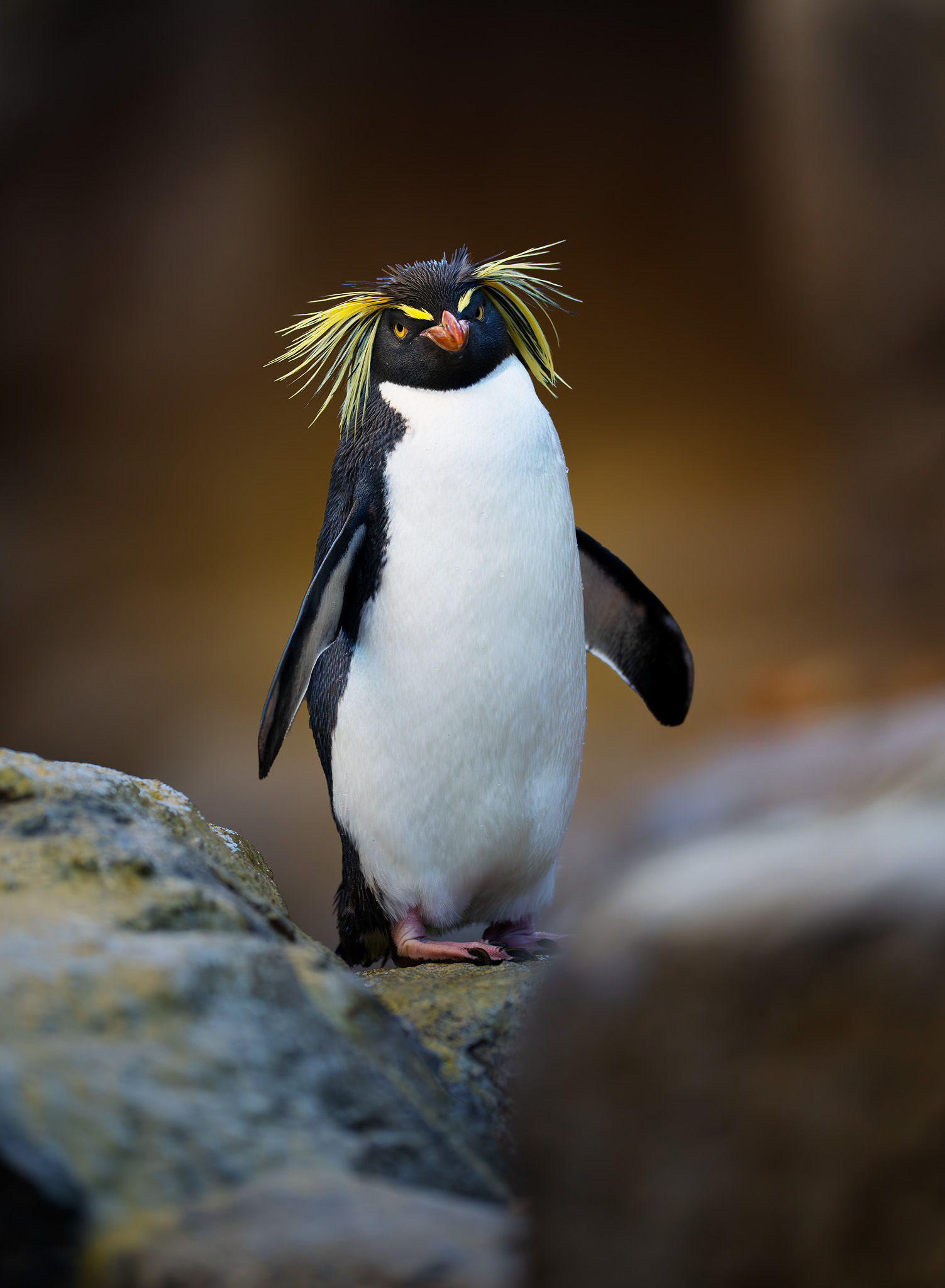 Southern Rockhopper, Penguin,, Gubski Alexander