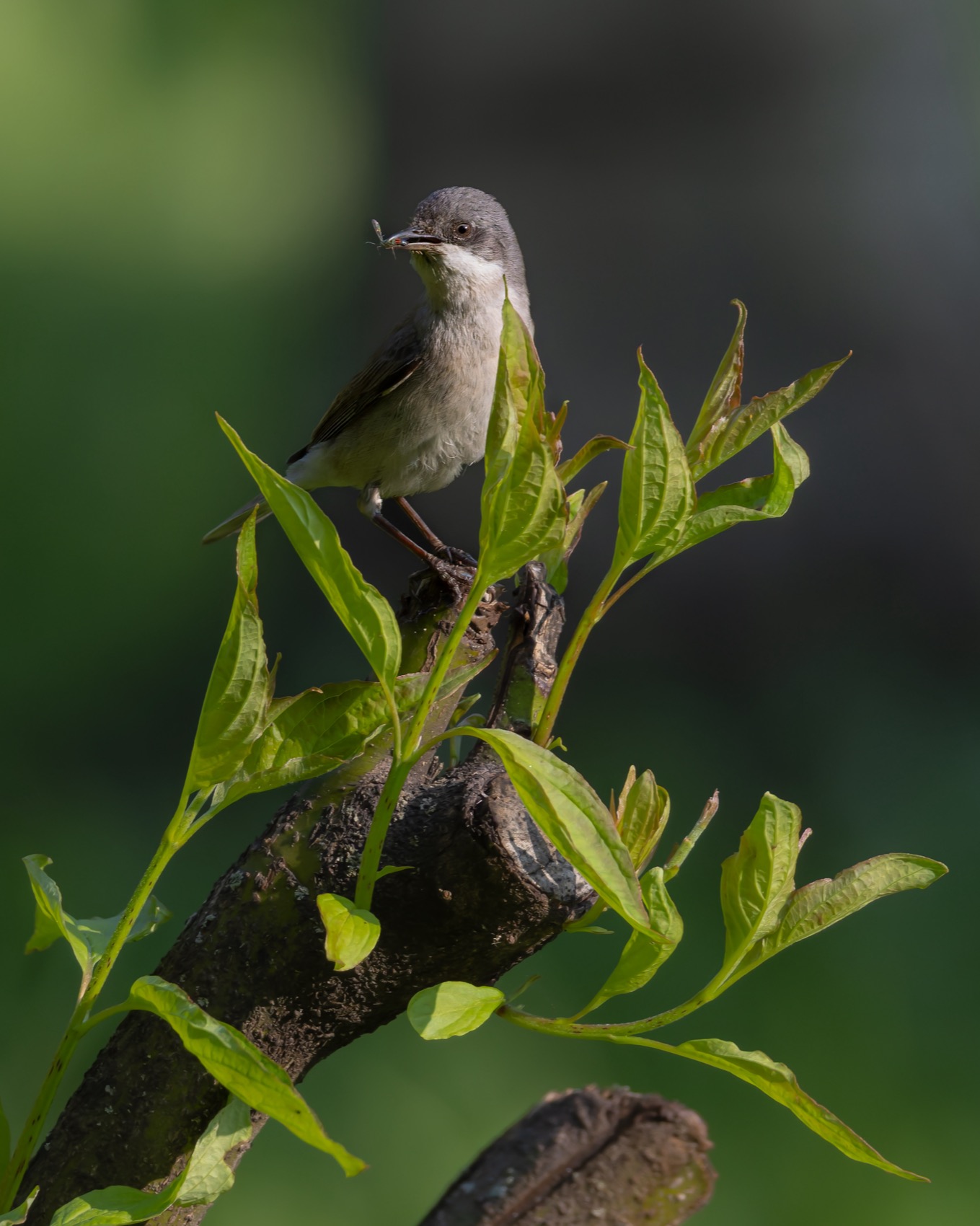 славка-завирушка, славка, славка-мельничек, завирушка, птицы, Руслан Pl