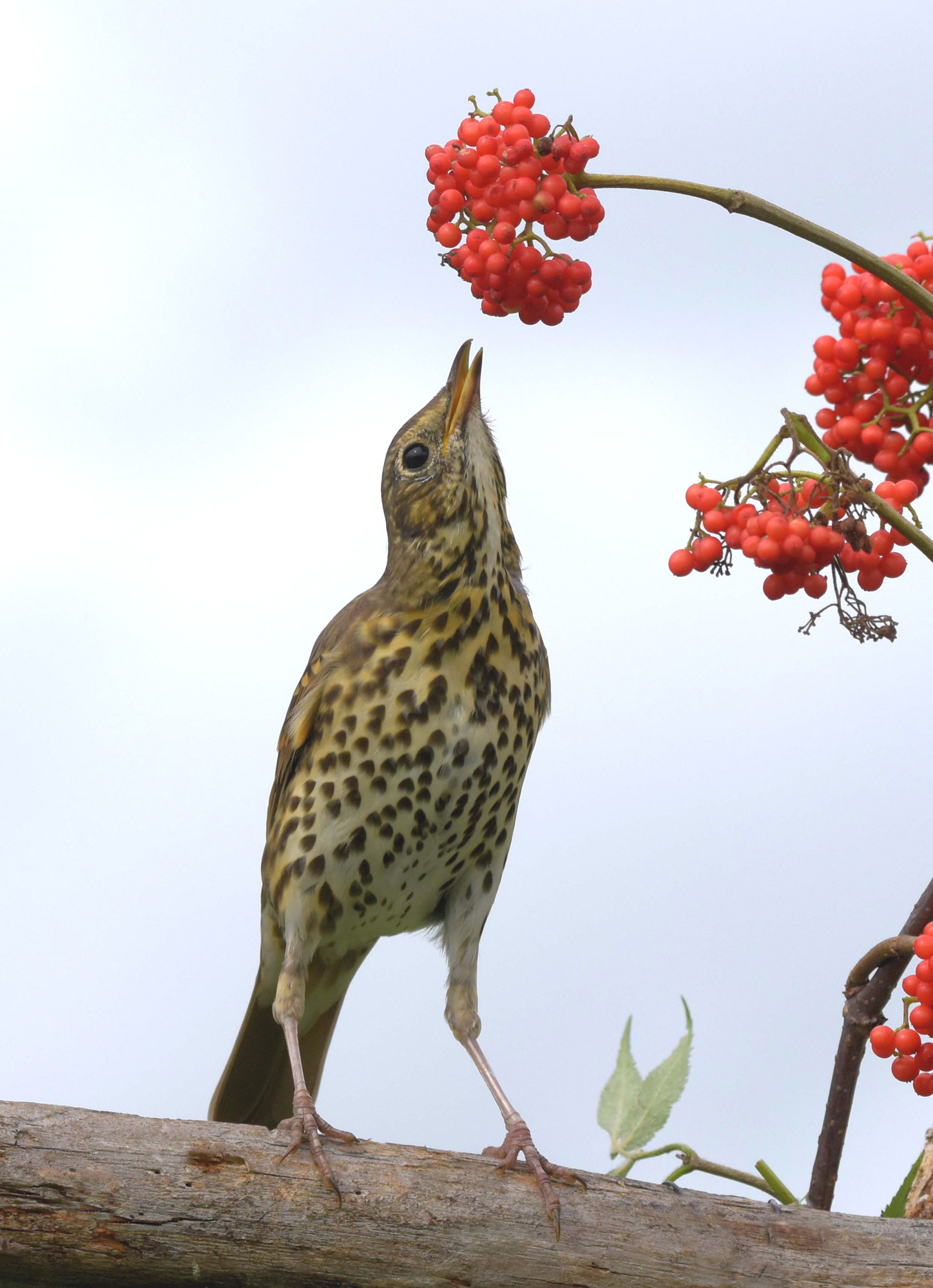 , Белоусов Михаил