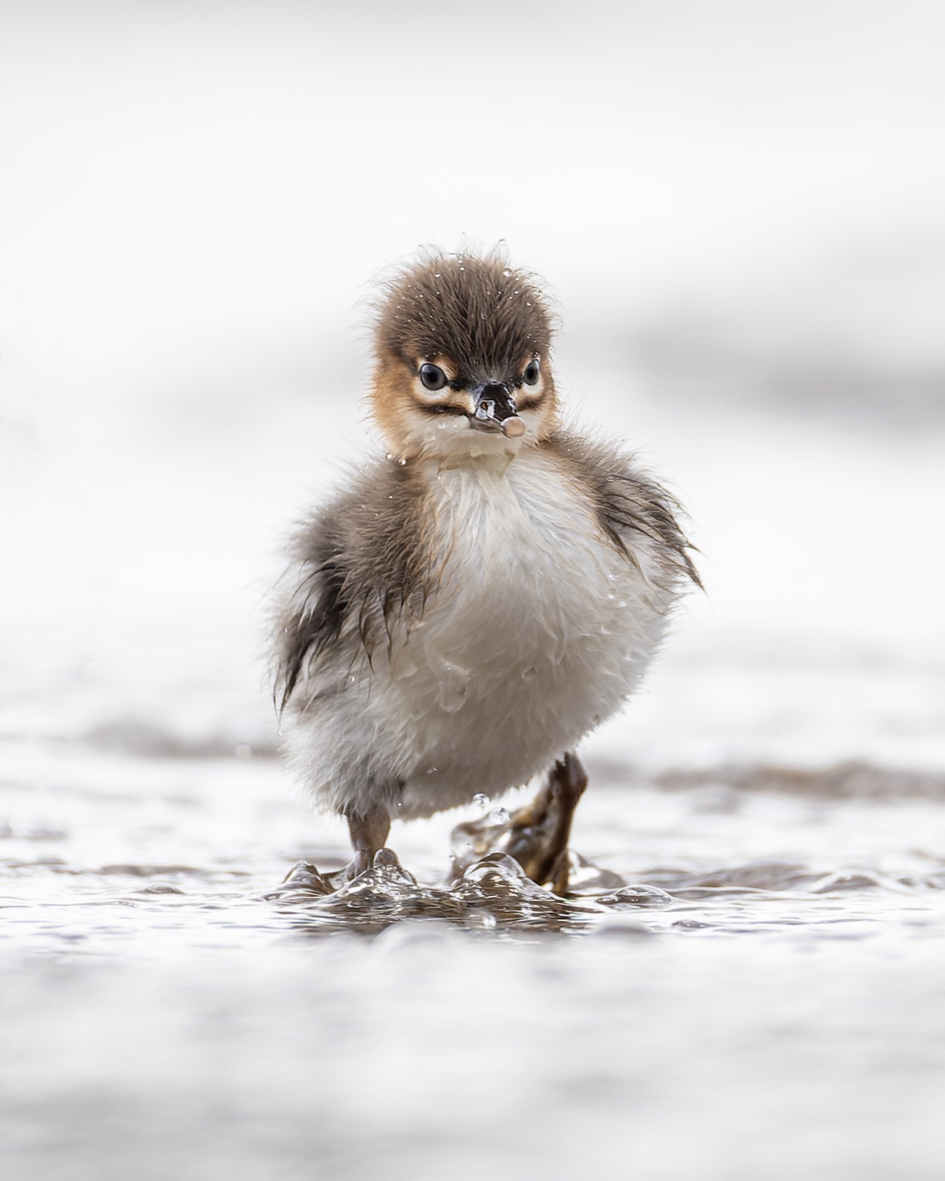 средний крохаль, крохаль, птицы, длинноносый крохаль, Руслан Pl