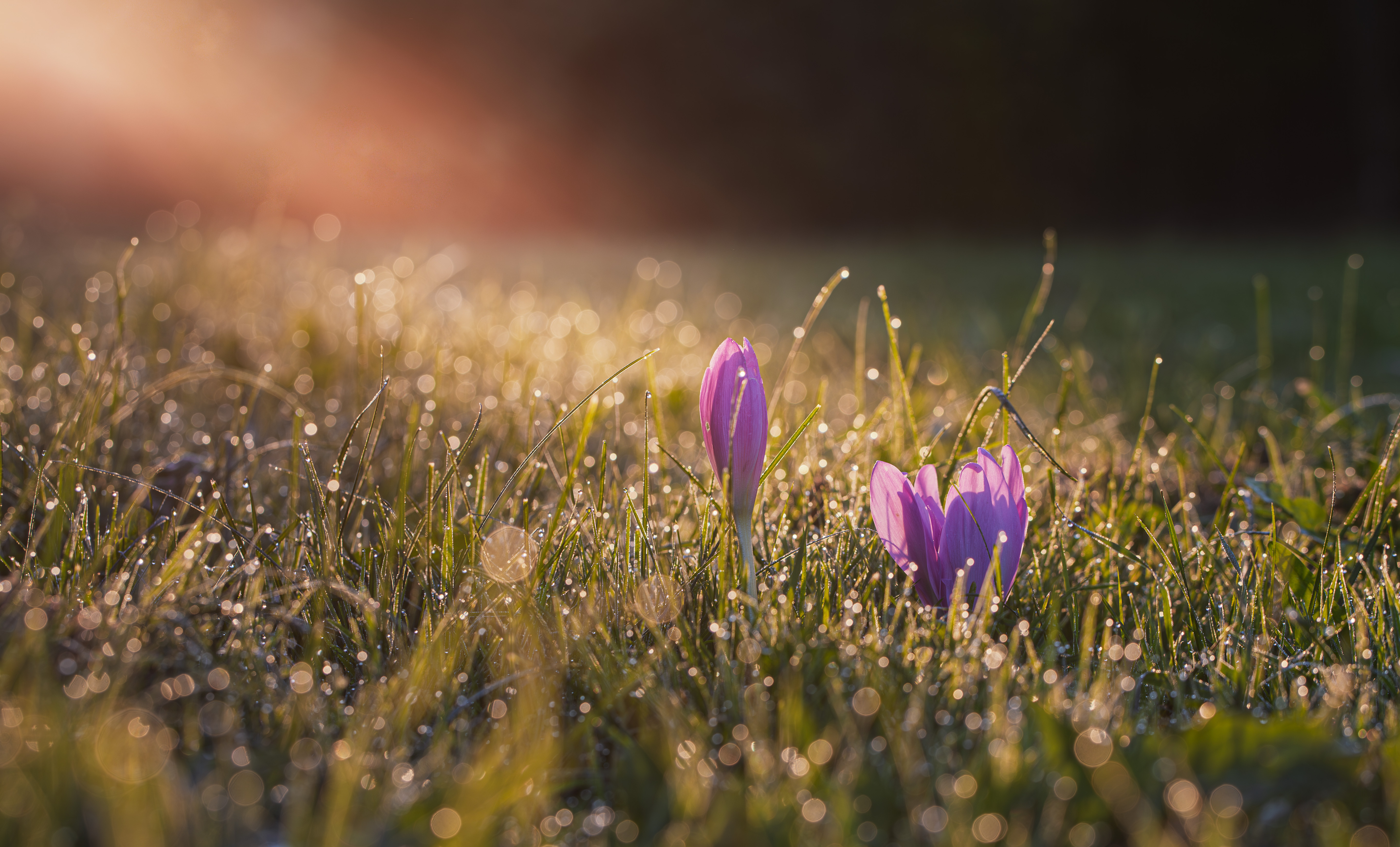 рассвет крокусы Торбеево, Зеленько Дмитрий