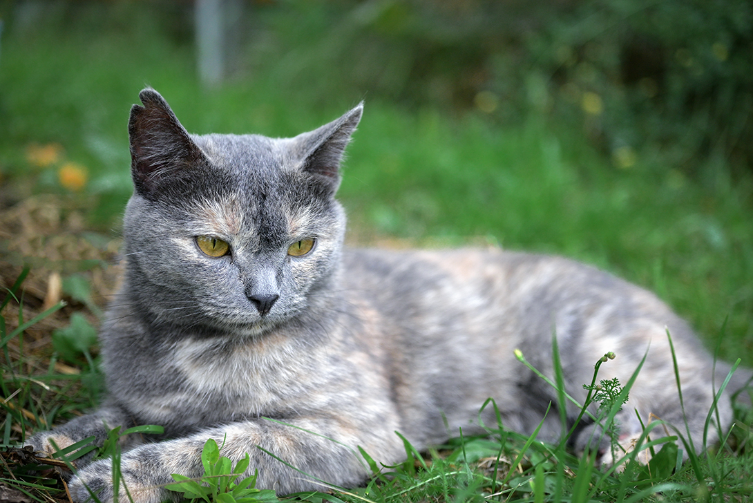 , Калёв Сергей