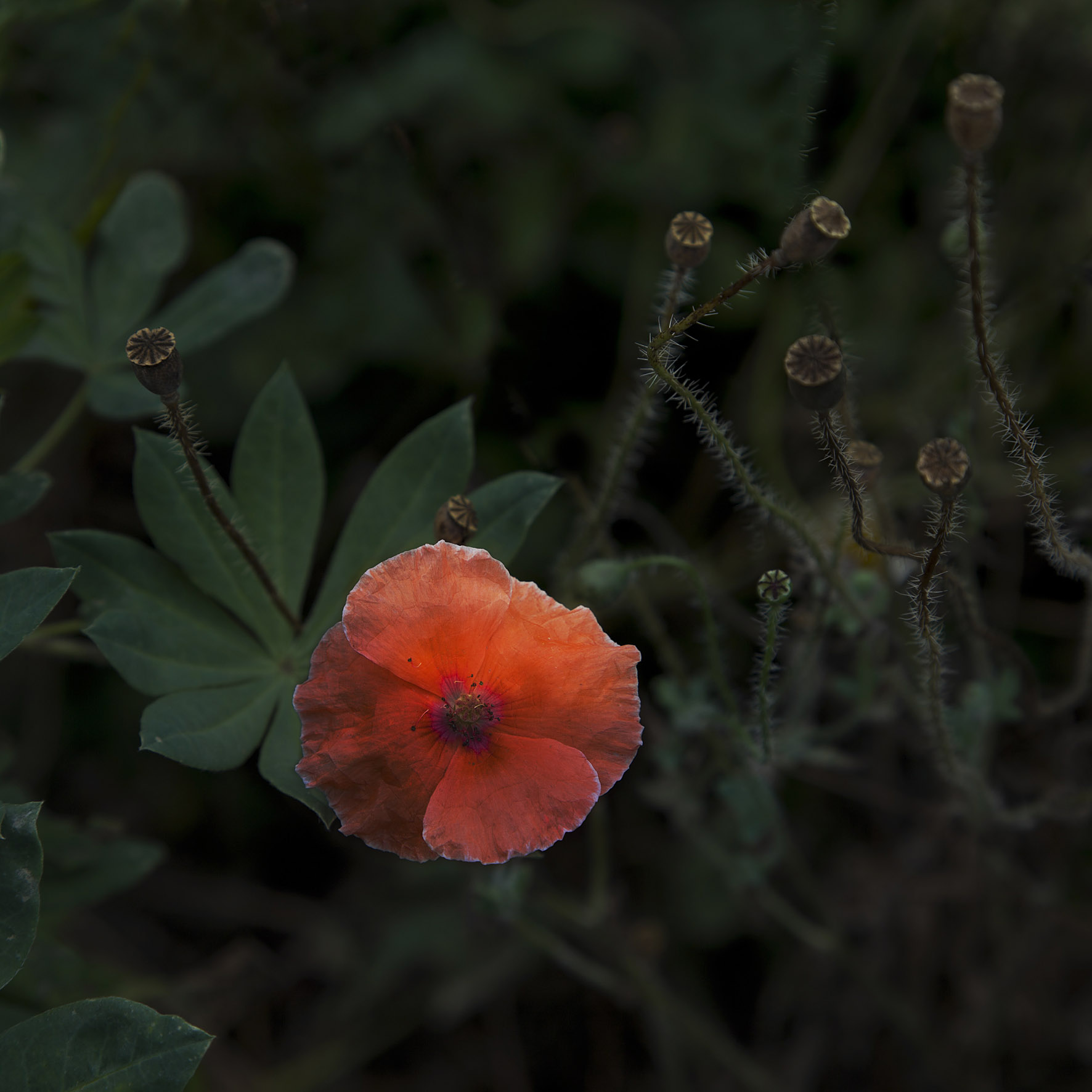 цвет, Виктор Кириллов