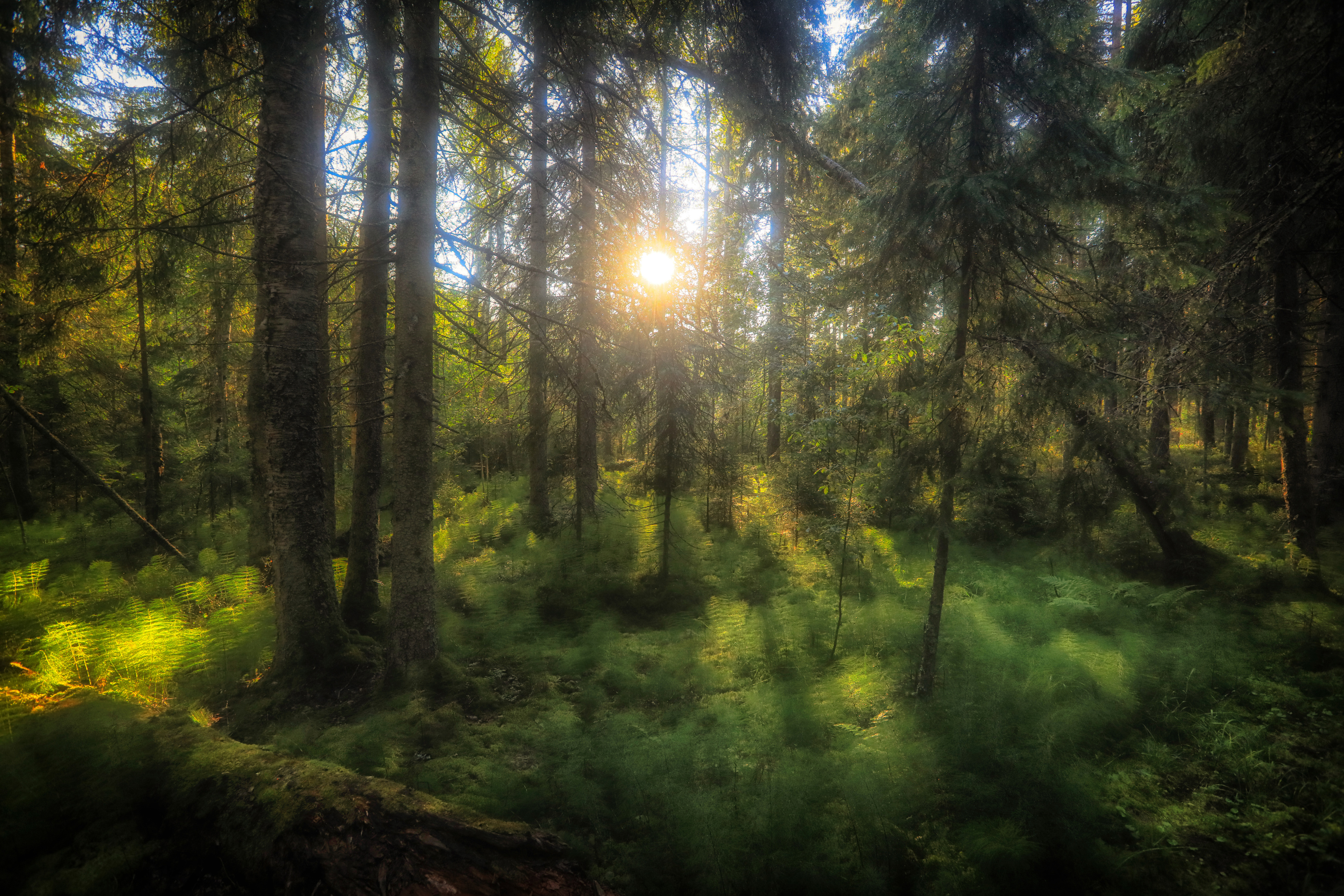 , Андрей Ершов