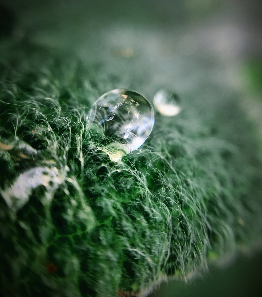 , Орлова Ксения