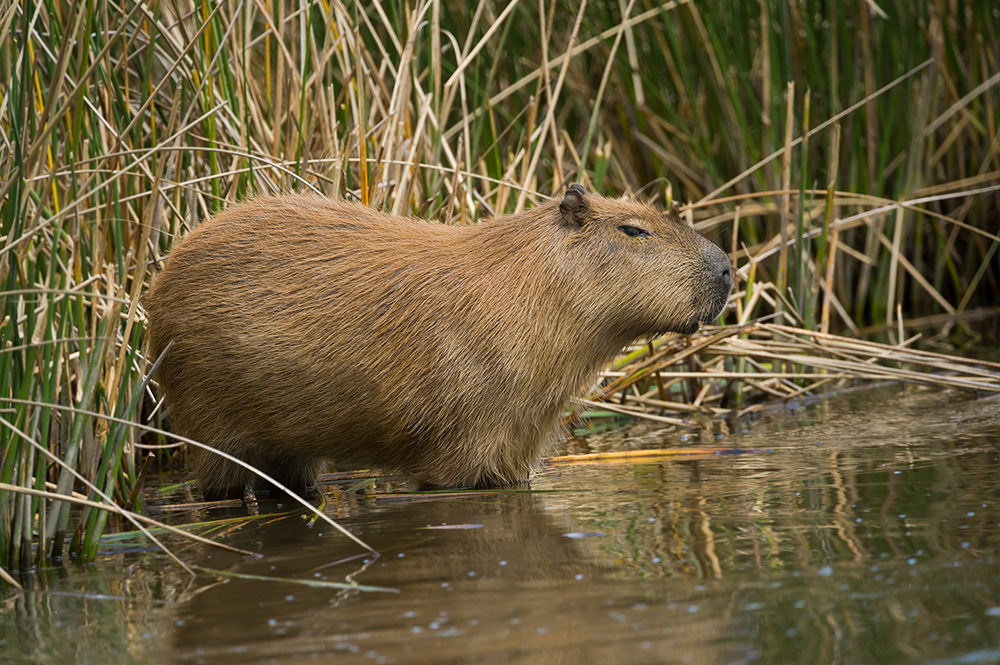 carpincho, argentina, Андрей Алексеев
