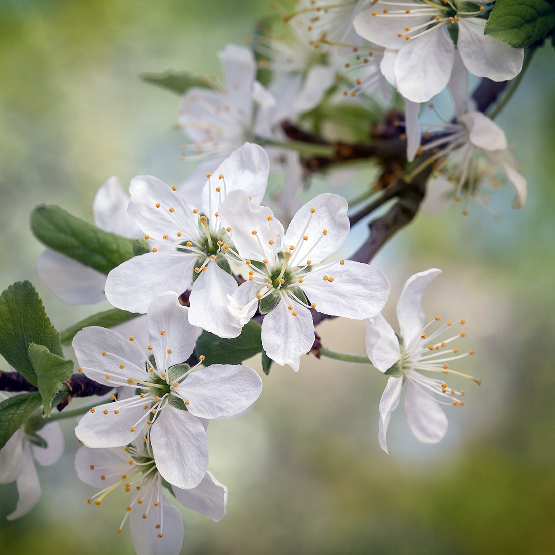 , Евгений Кутузов