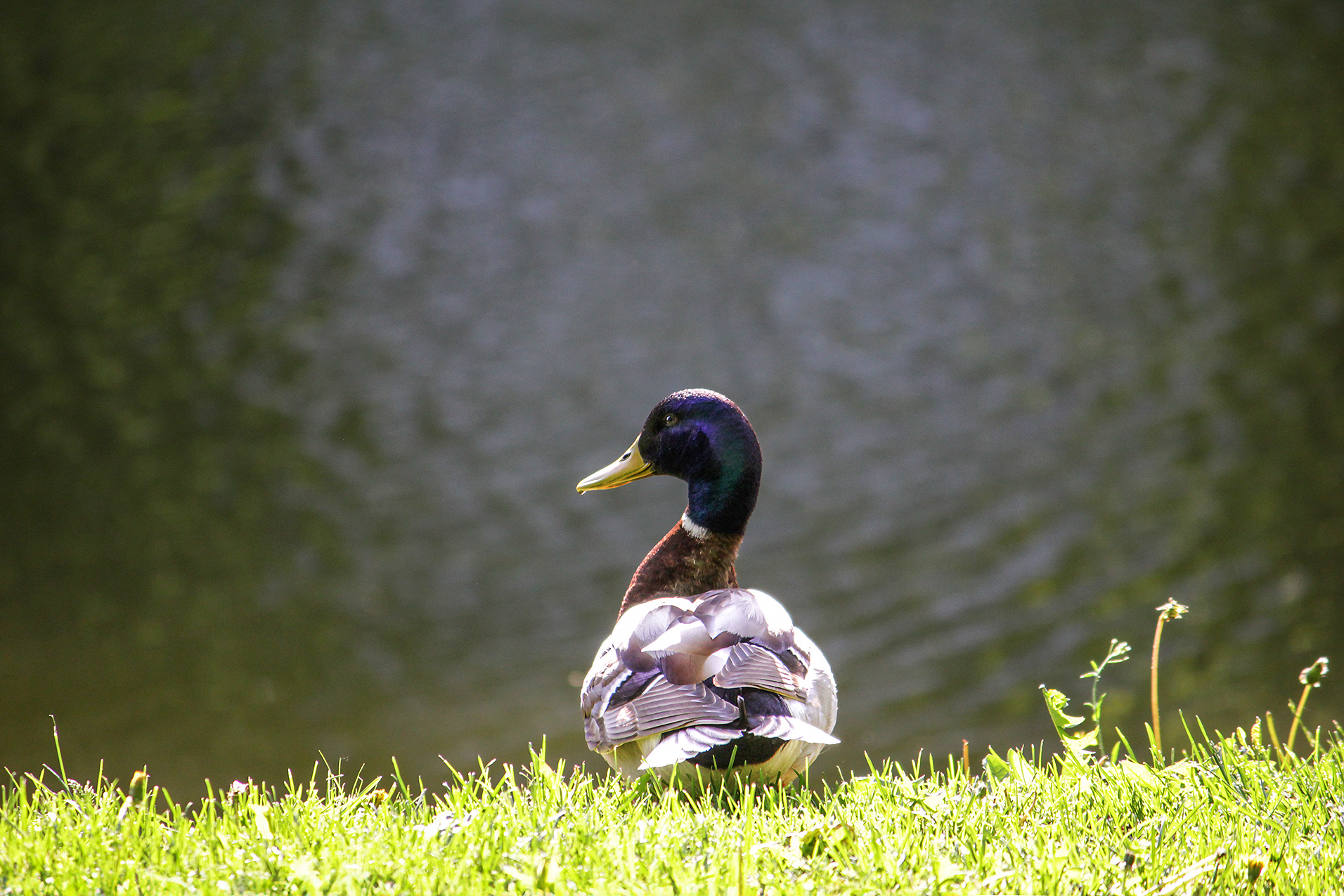 утка, кряква, anas platyrhynchos, КарОл