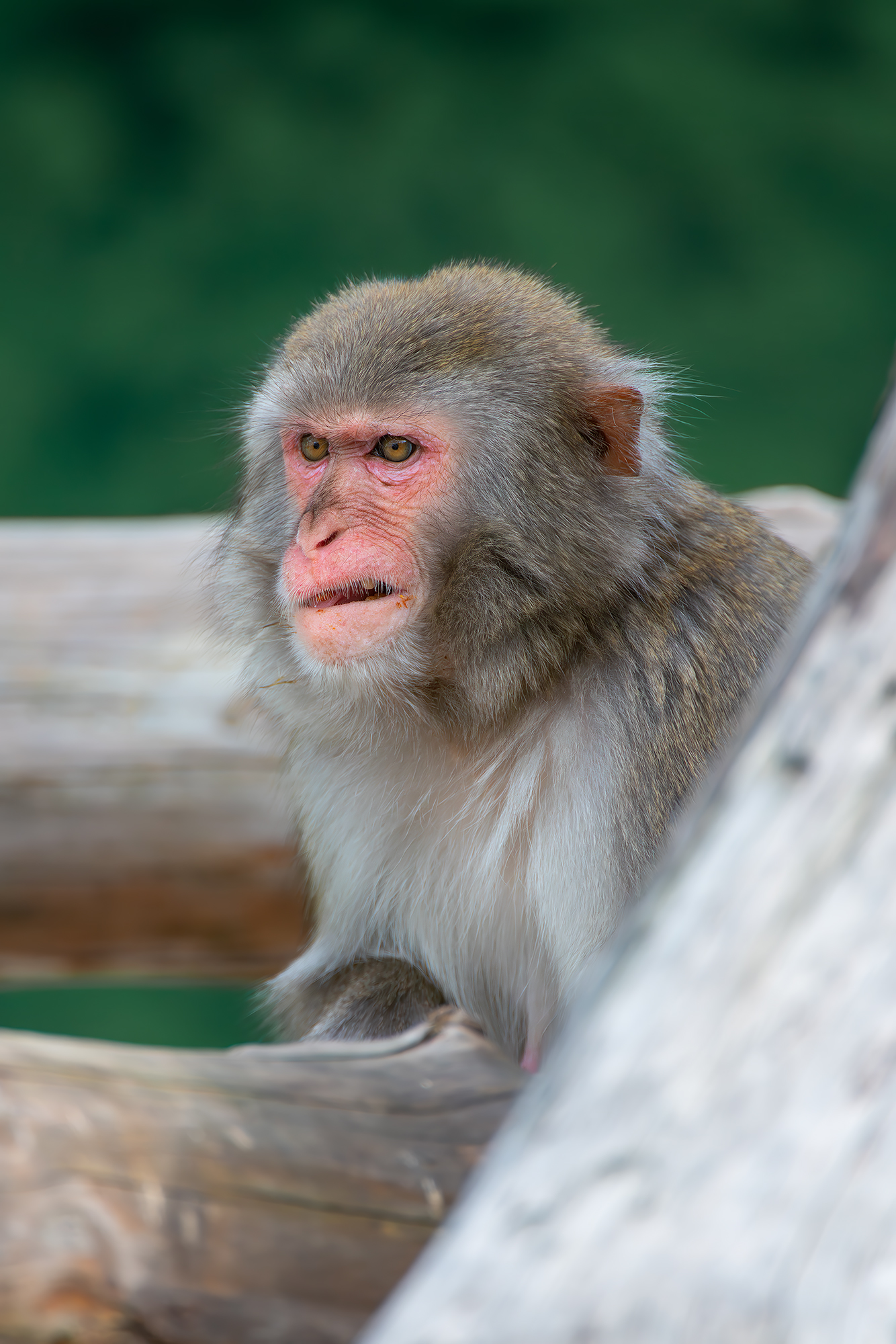 , Молодкин Дмитрий