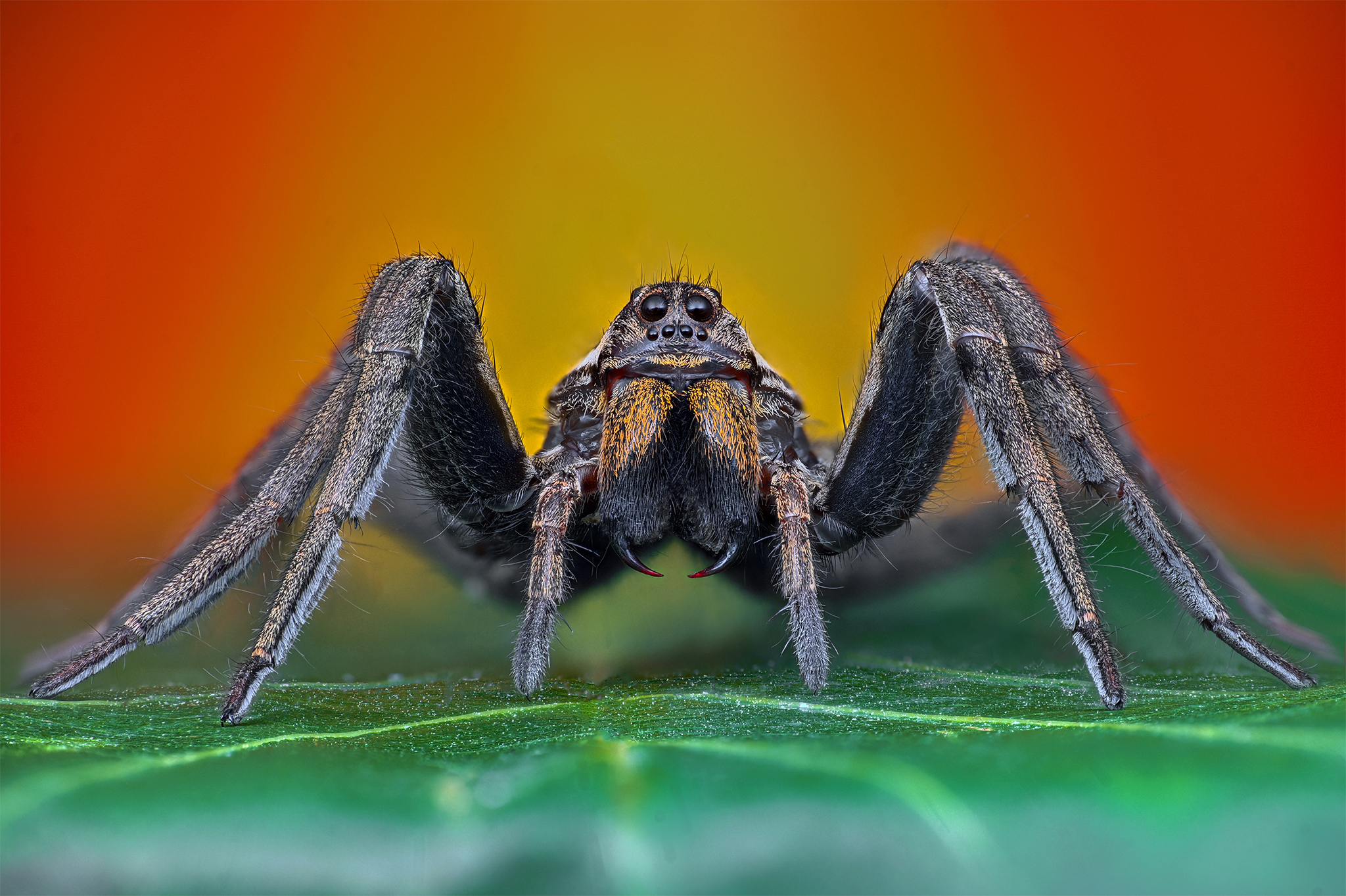 ceclii, macro, Ganev Tsvetan