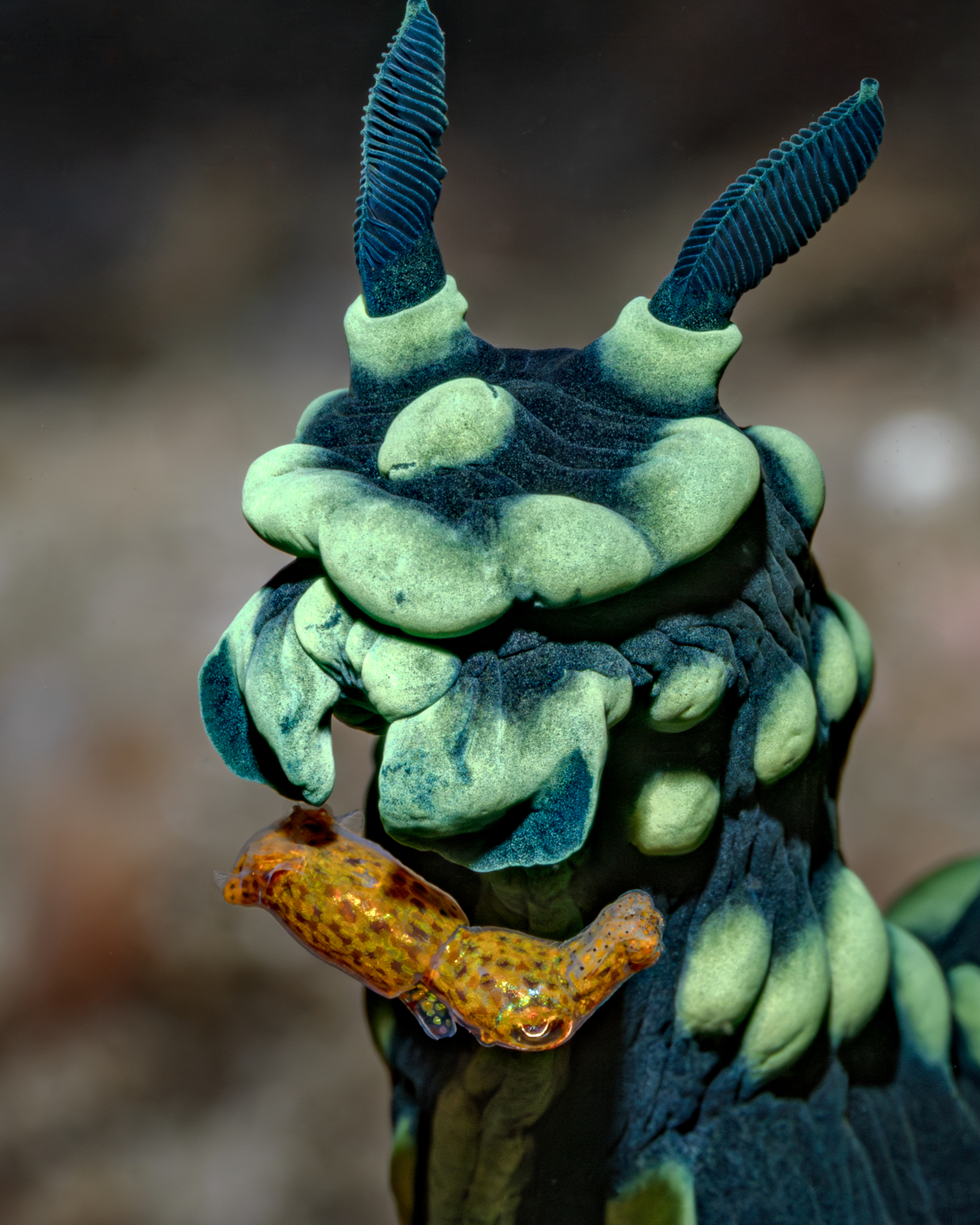 , Савин Андрей