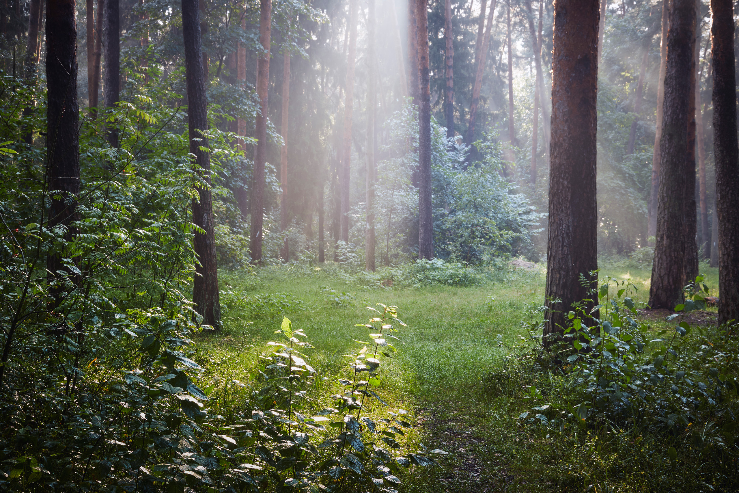 лес, деревья, листва, свет, Валерий Вождаев