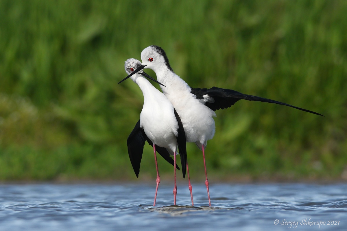 Ходулочники, Сергей Шкарупо