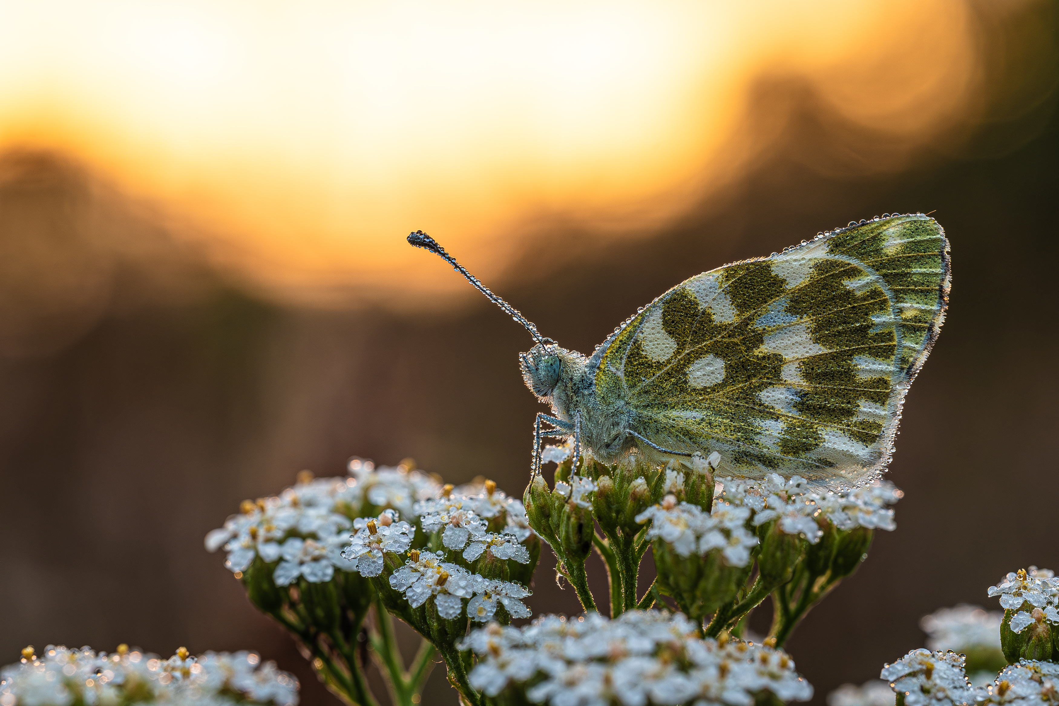 , Зайцев Роман