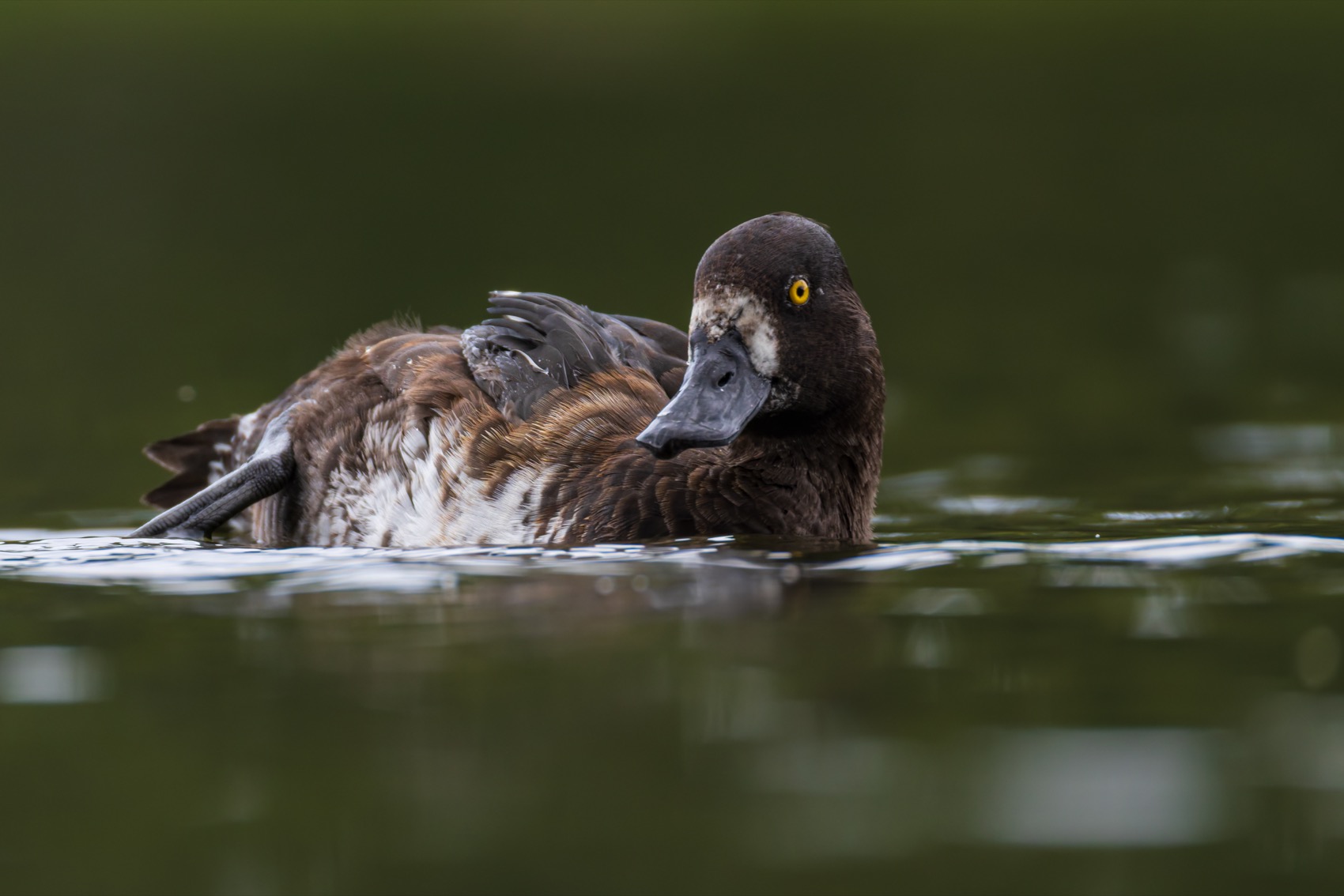 нырок, хохлатая чернеть, утка, птицы, утенок, Руслан Pl