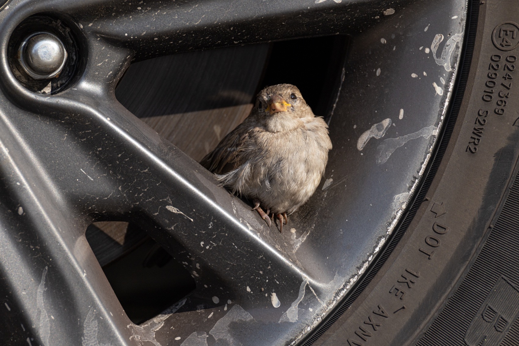 воробей, Руслан Pl