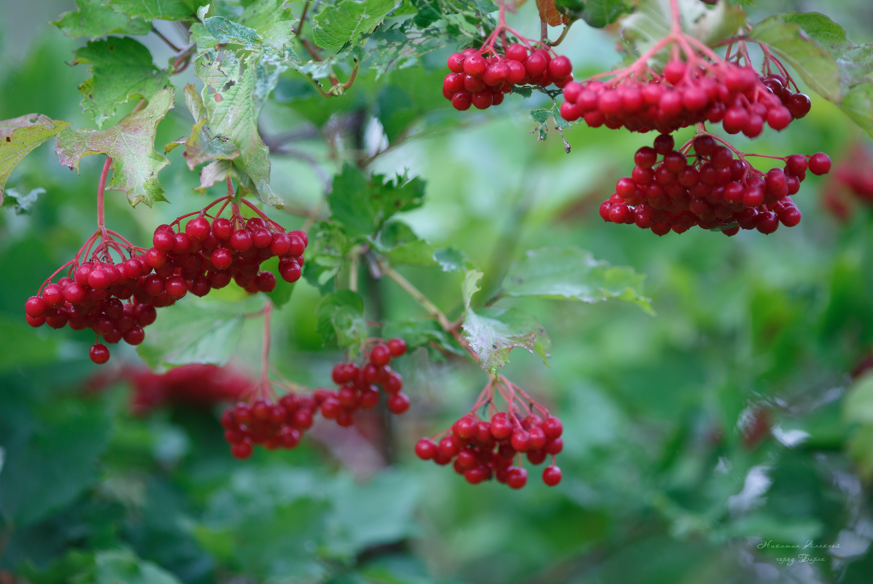 , Никитин Алексей