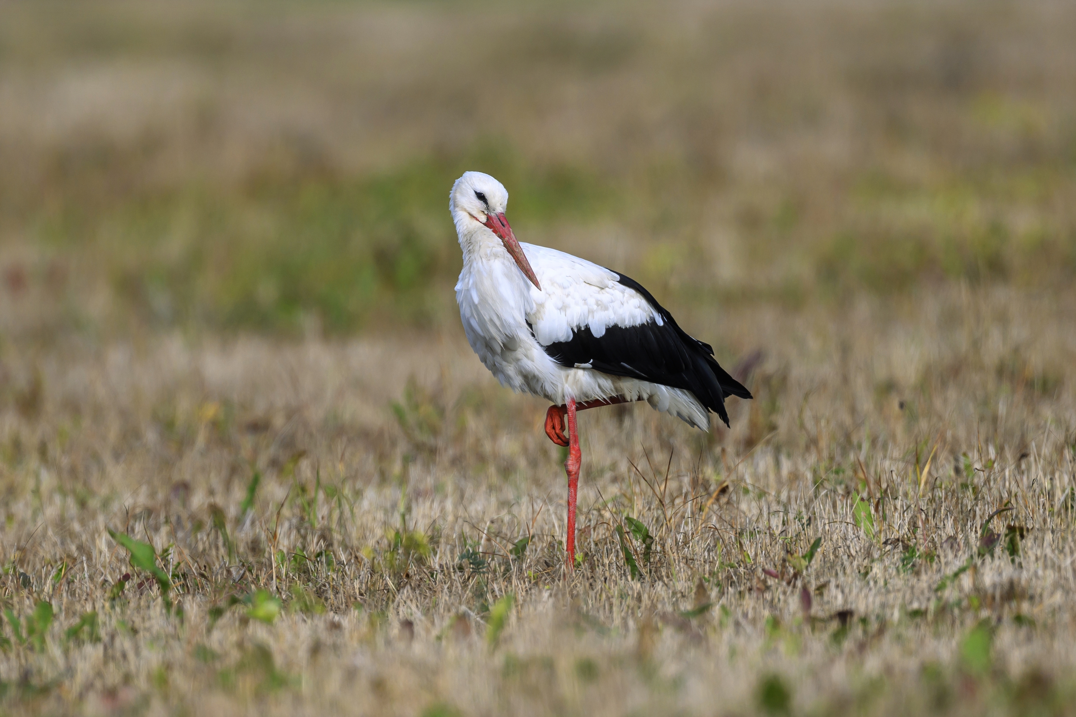 , Пупонин Сергей