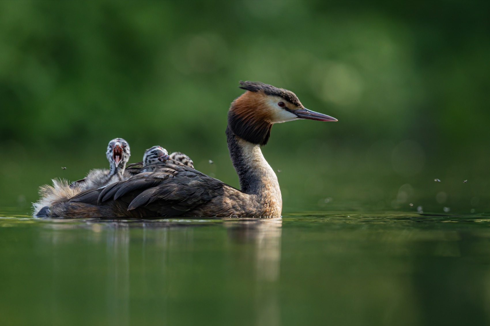 чомга, птенцы, птицы, поганка, большая поганка, Руслан Pl