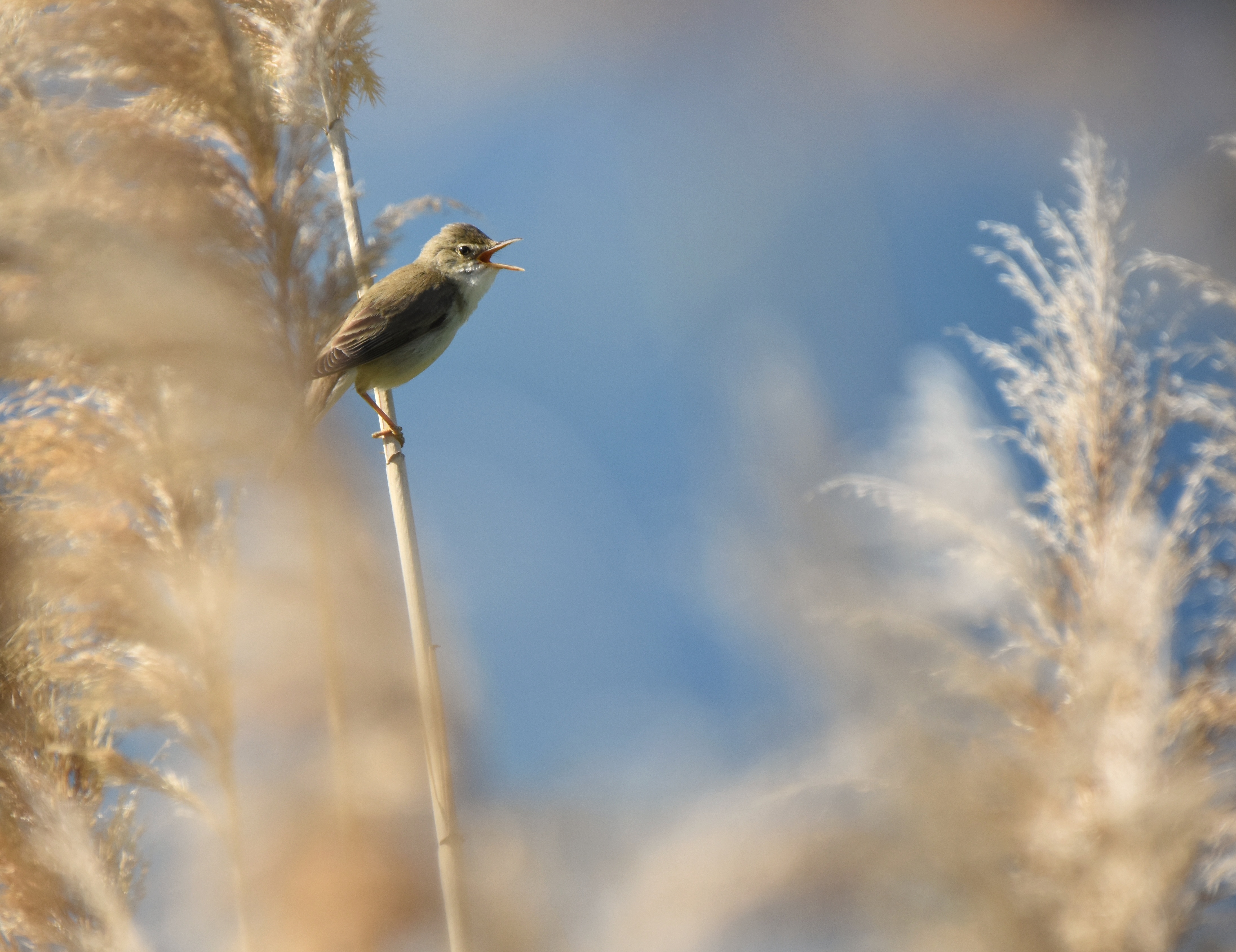 , Герчев Николай
