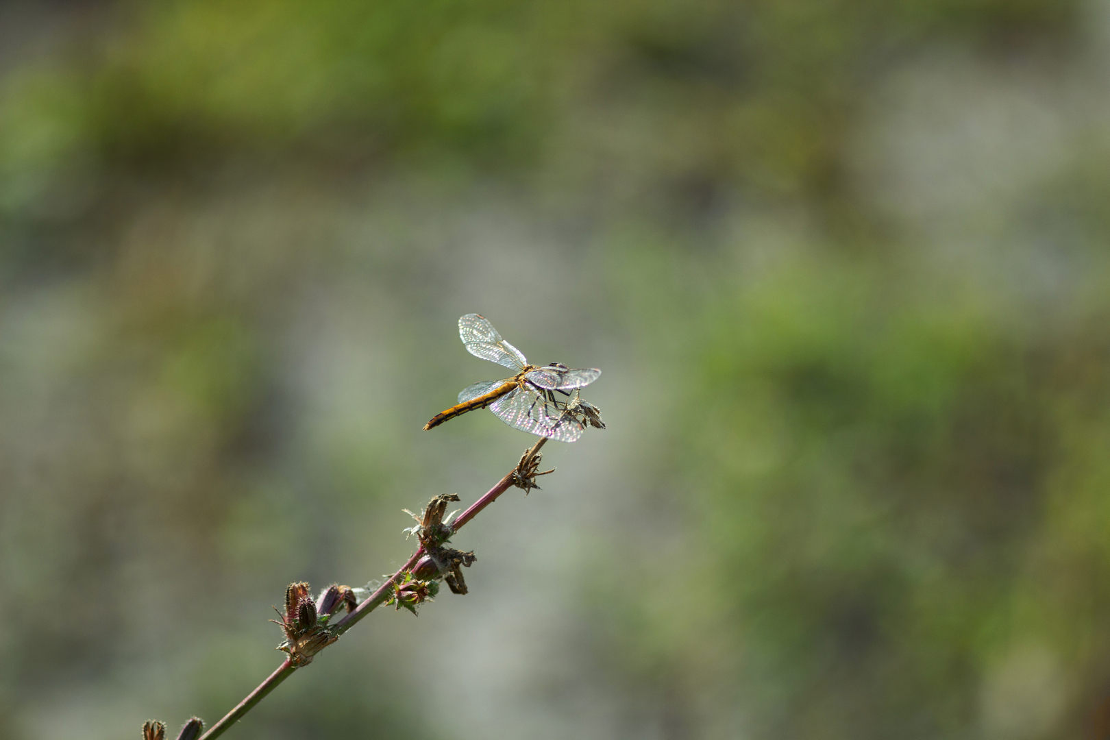 стрекоза, Александр Канцур