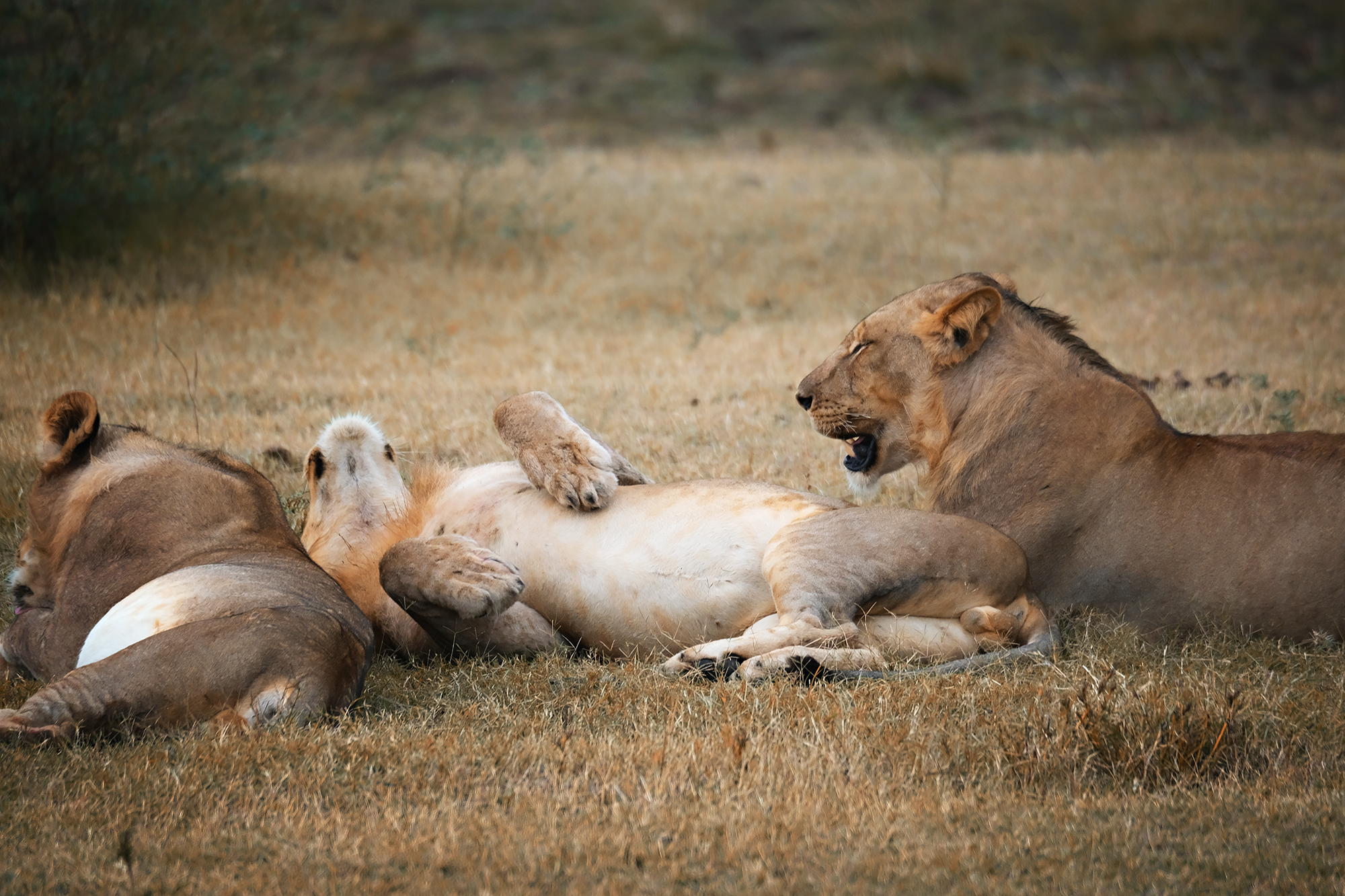 , Худзинская Ирина