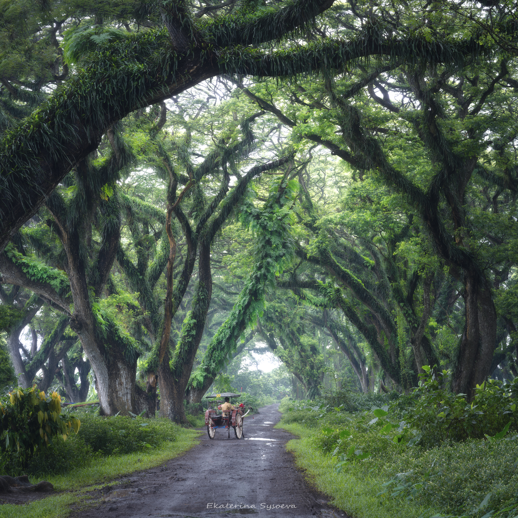 , Екатерина Сысоева