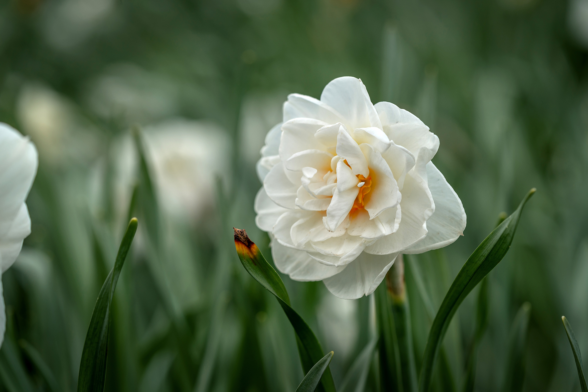 нрцисс, цветок, природа, Завьялова Людмила