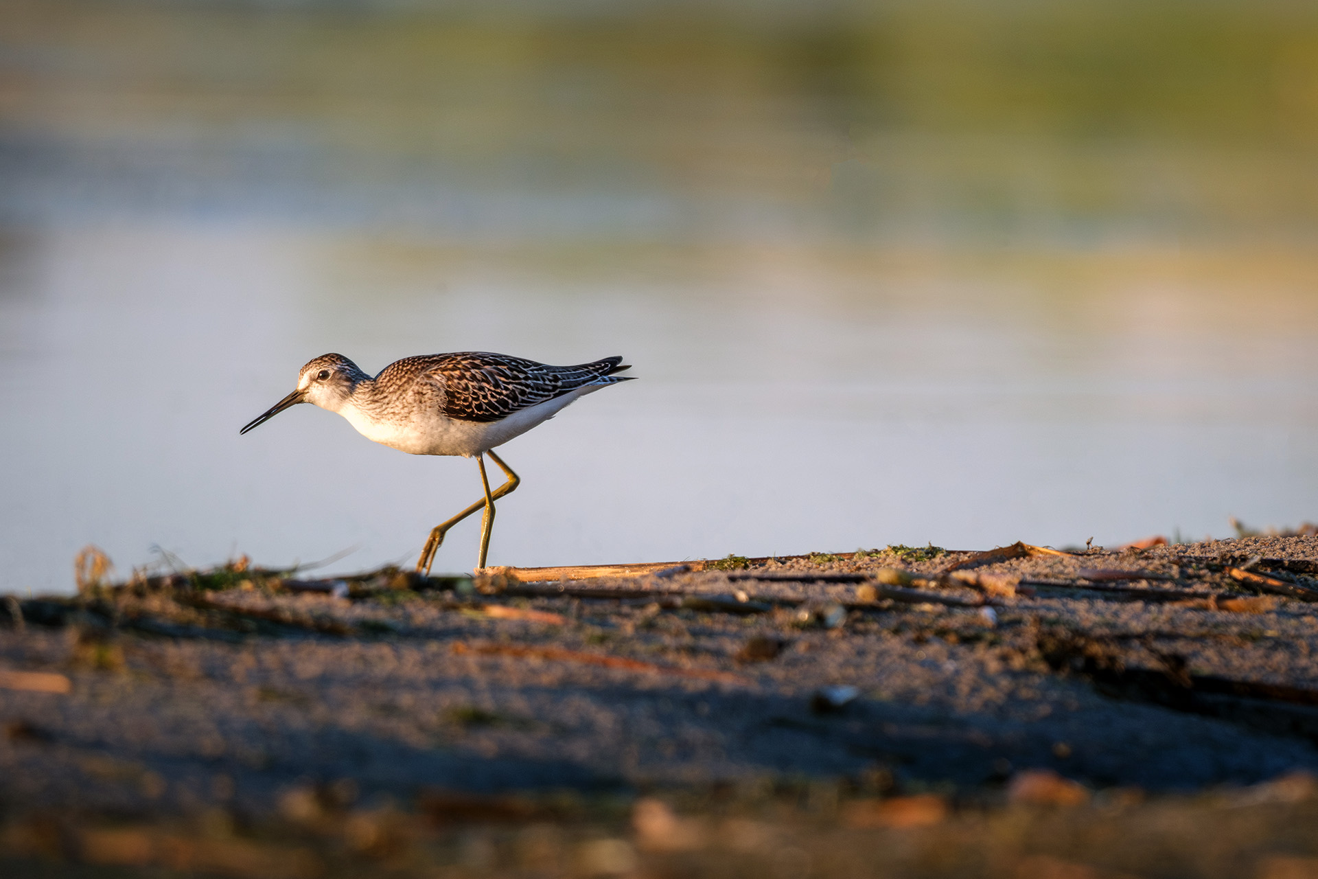 , Бодрягин Виталий