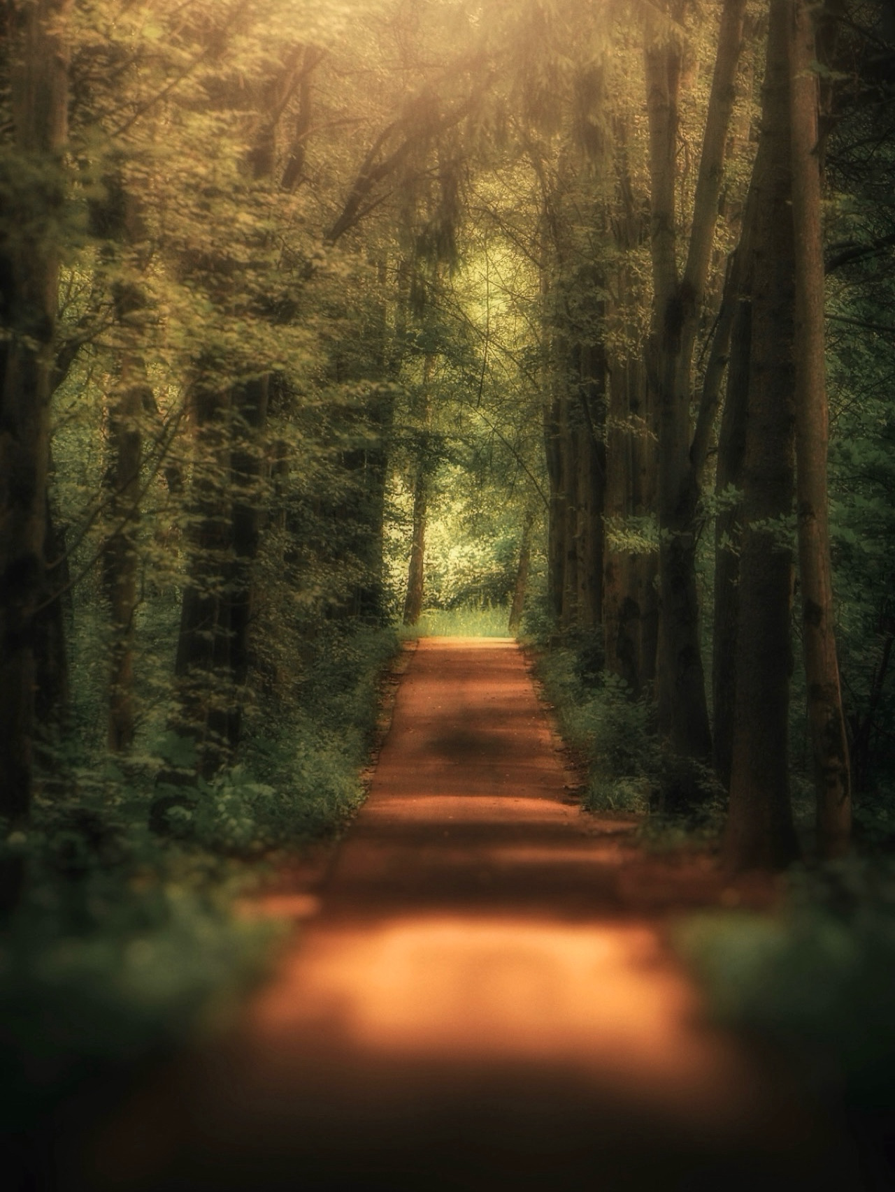 пейзаж, landscape, nature, природа, лето, summer, forest, лес, закат, sunset, Julia Kaissa