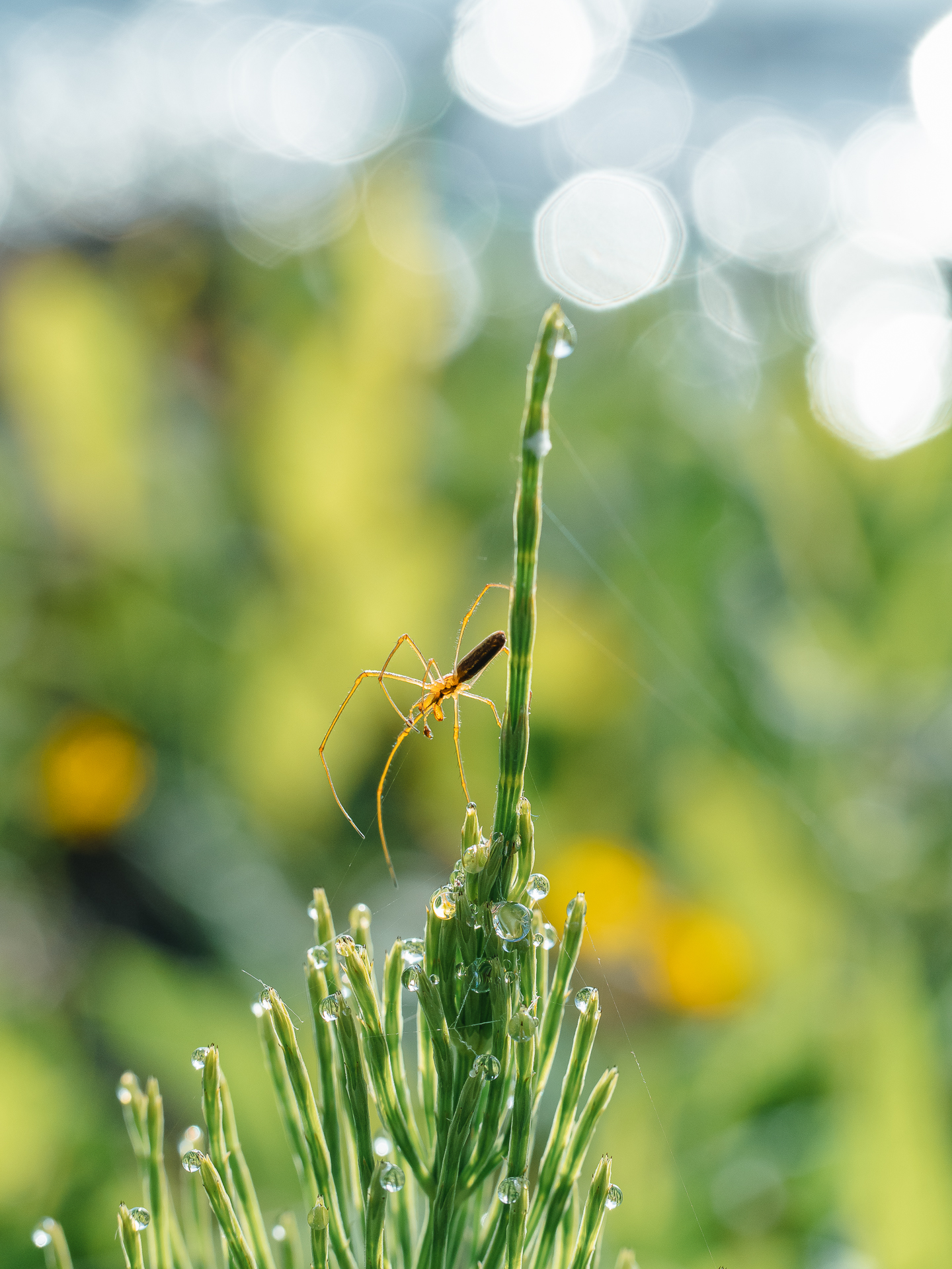 , Ирина Протченко