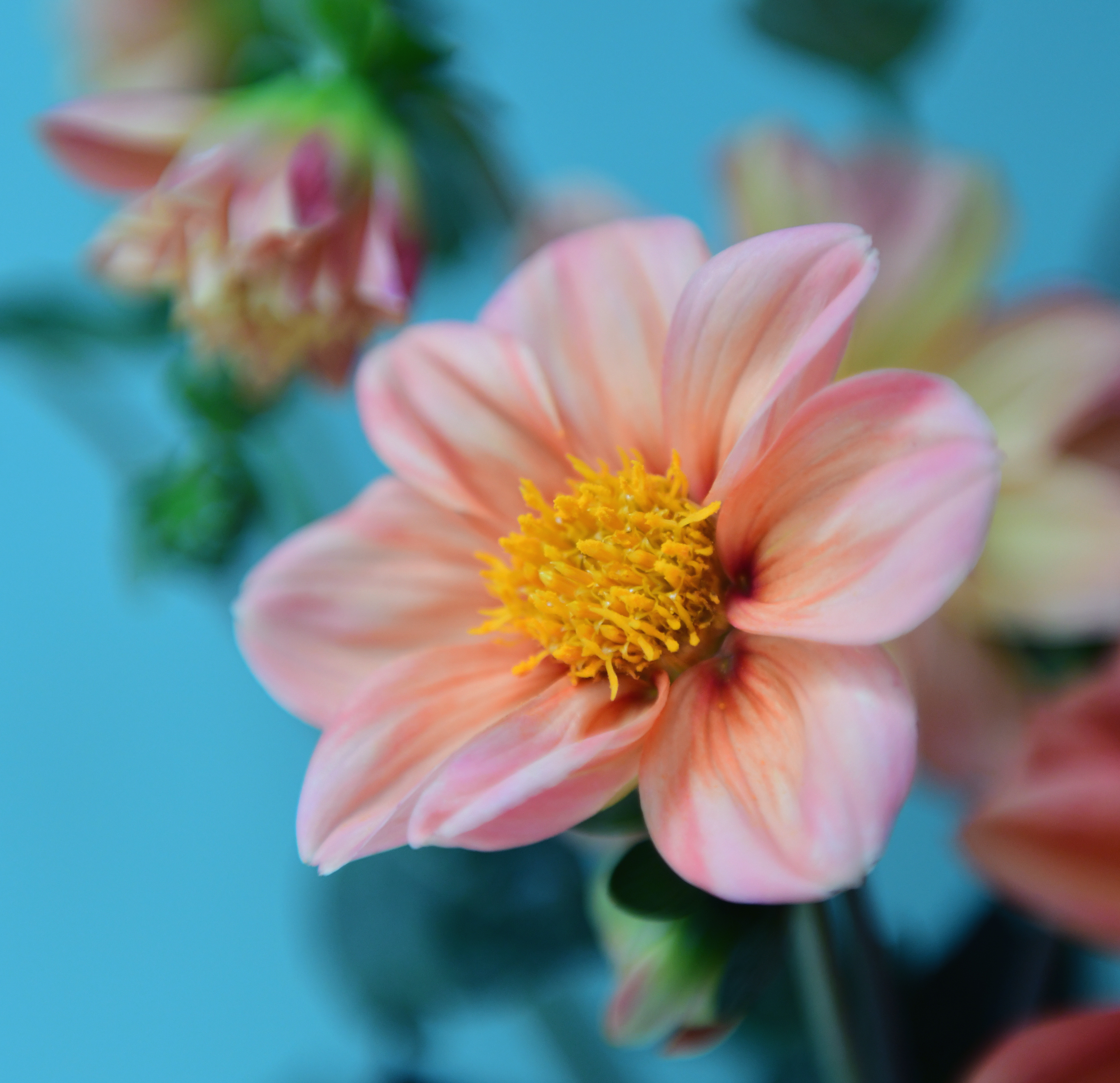 , Божена Пучко