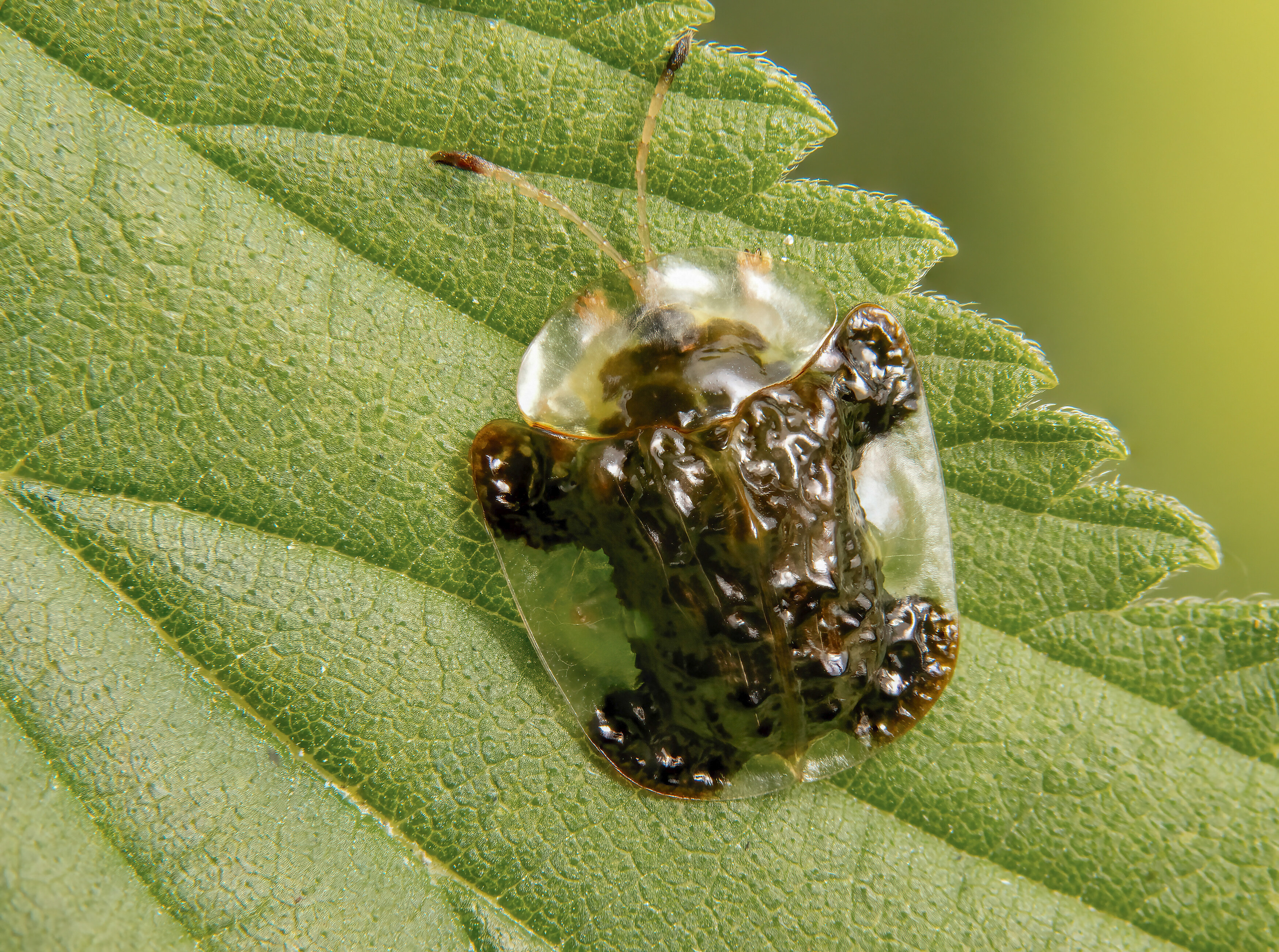 макрофото, макрофотографии, фотомакро, насекомые, макромир, макрофотограф, макроаддикт, макро_мир, naturelovers, naturelover, naturephotography, macrolove, macro_love, biodiversity, macrophotography, macro, macronature, entomology, arthropods, arthropod, ,  Stephane