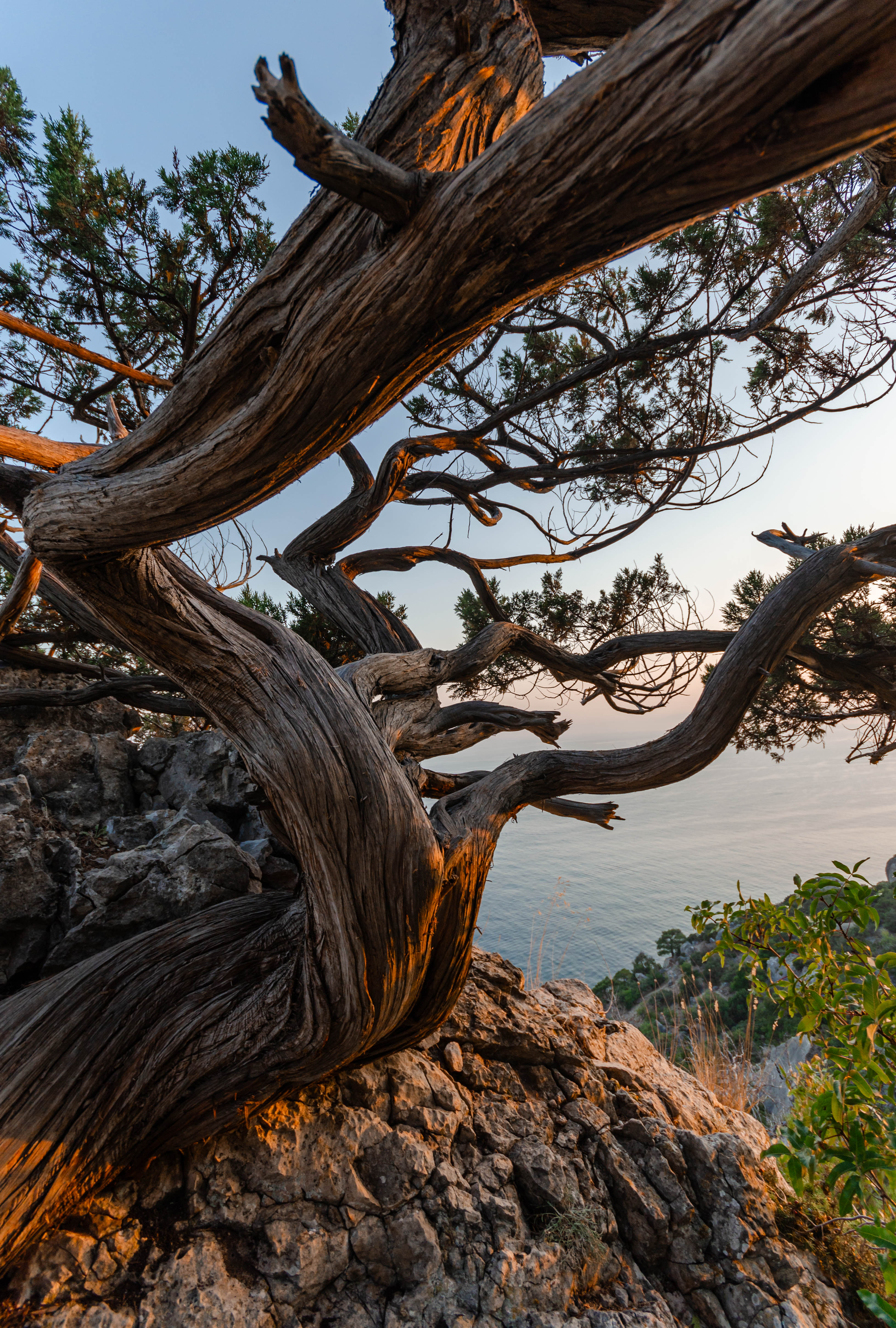 пейзаж, крым, море, дерево, закат, sunset, mountain, tree, sea, landscape, горы, Alexey S