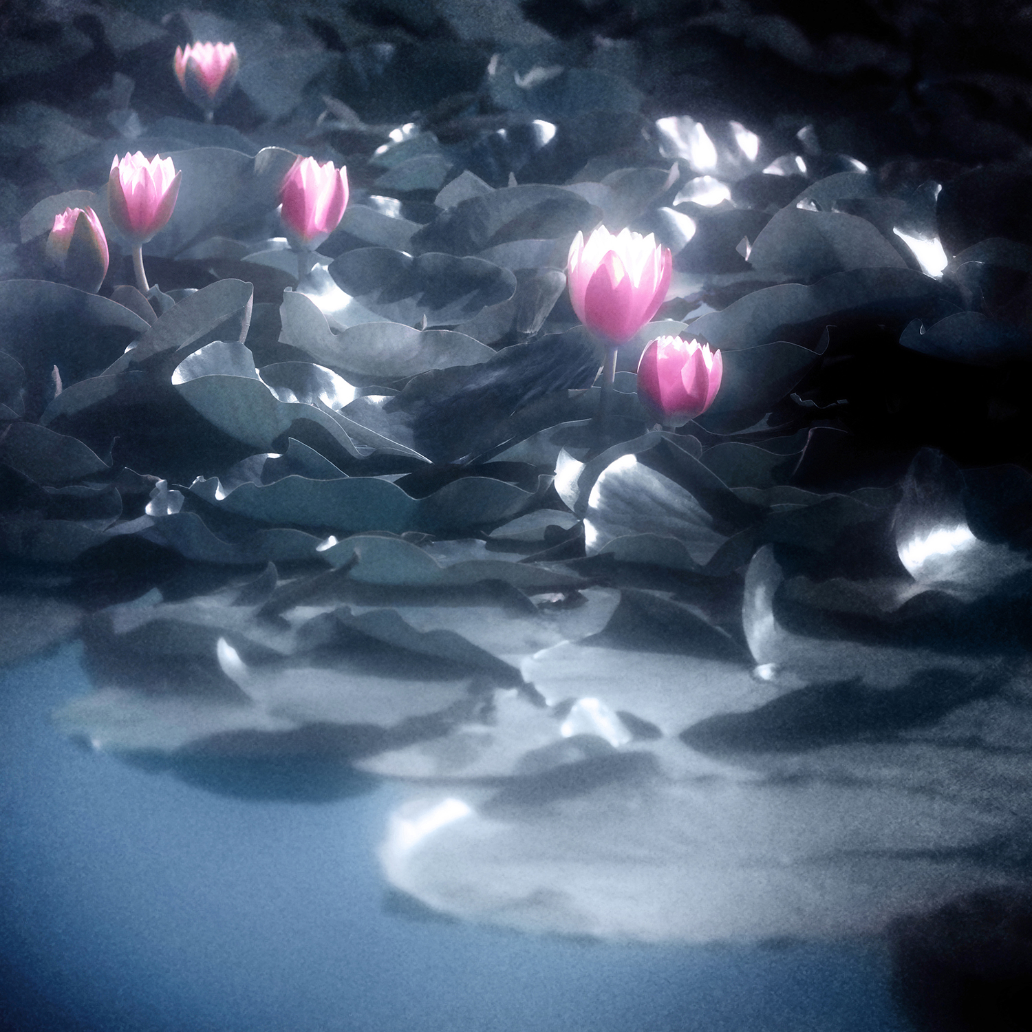 нимфея, пруд, август, цветы, Сергей Кот