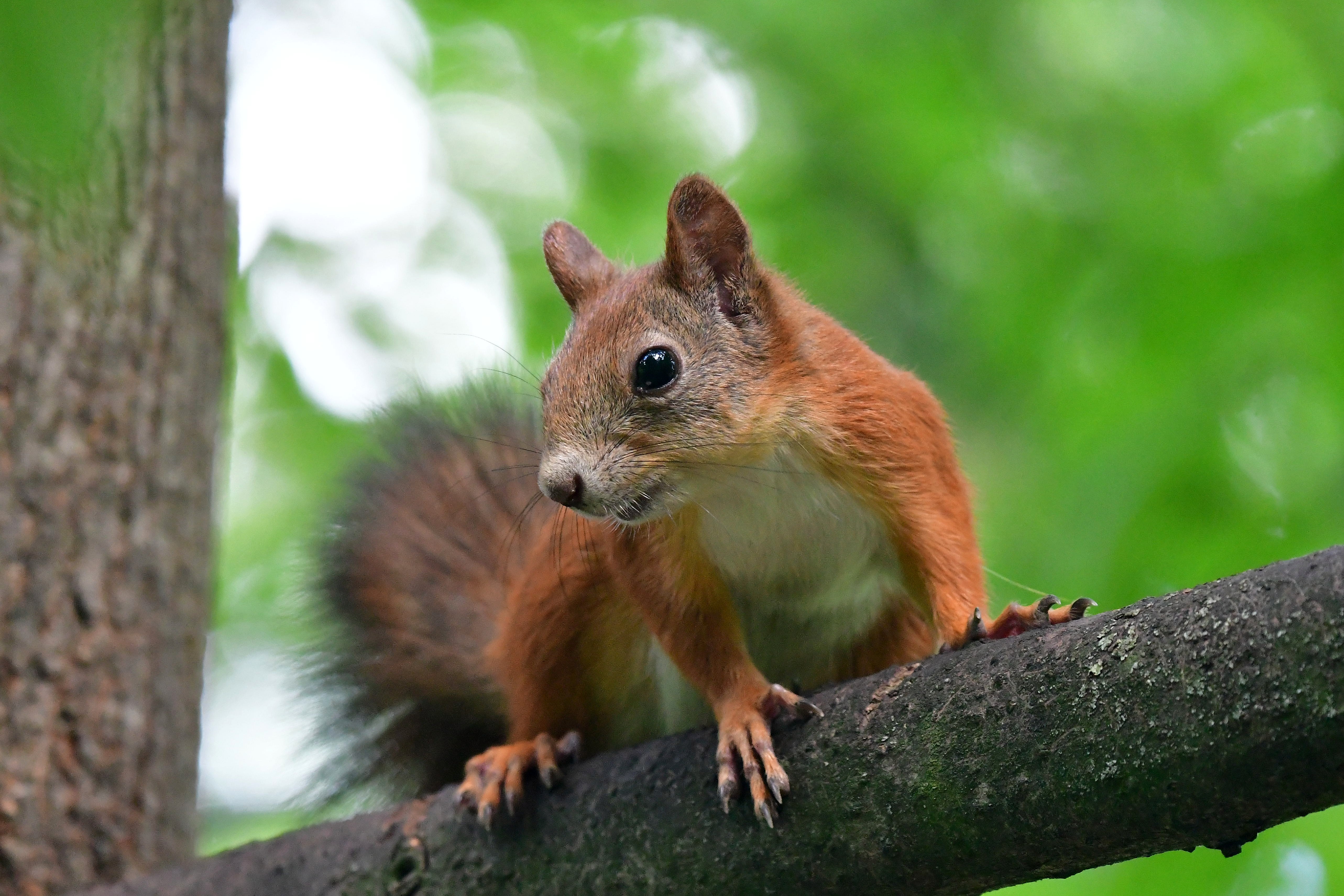 , Корнейчук Игорь