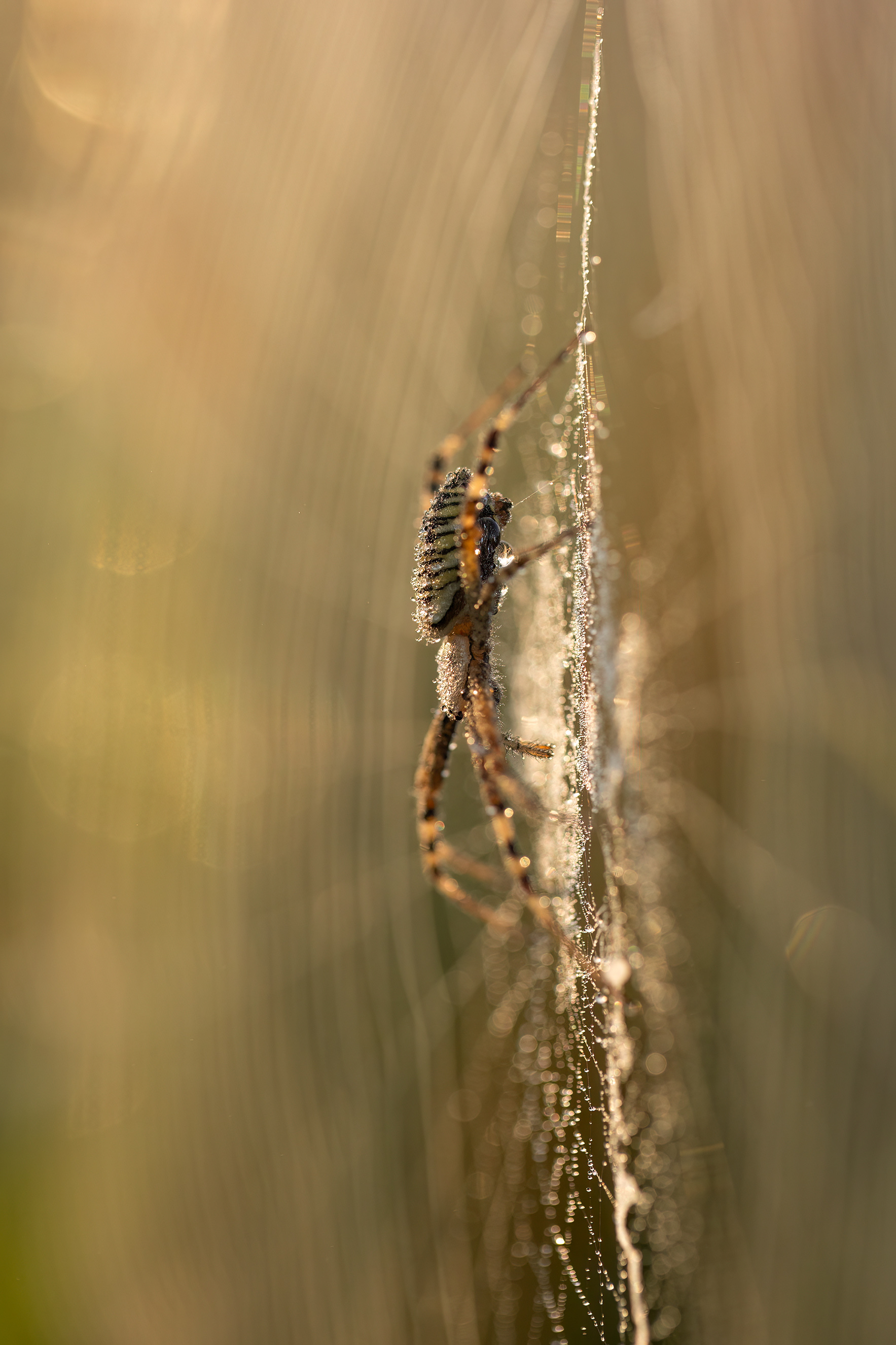 природа, макро, дикая природа, рассвет, паук, nature, wildlife, canon, Пронин Денис