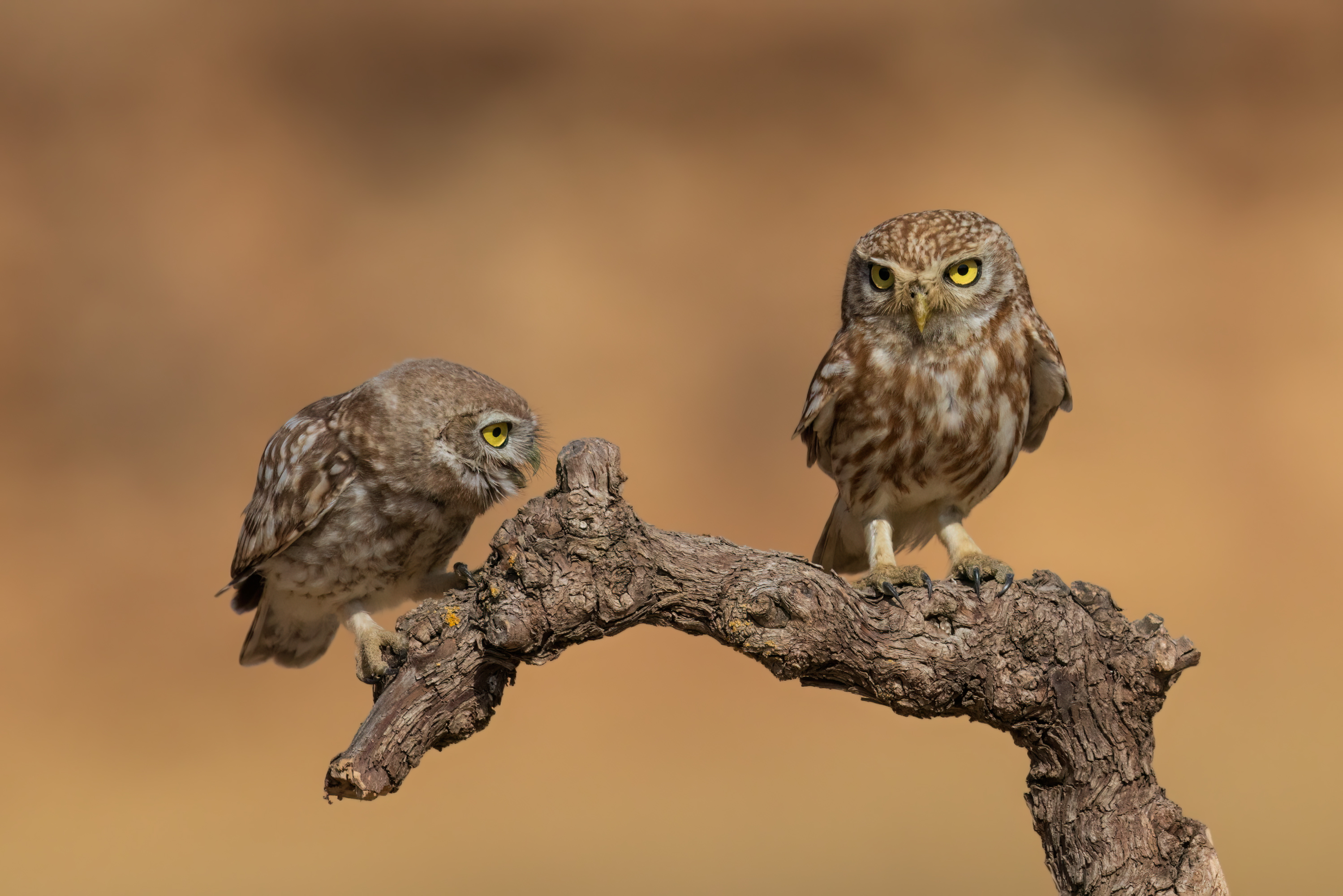 , Фруман Евгений