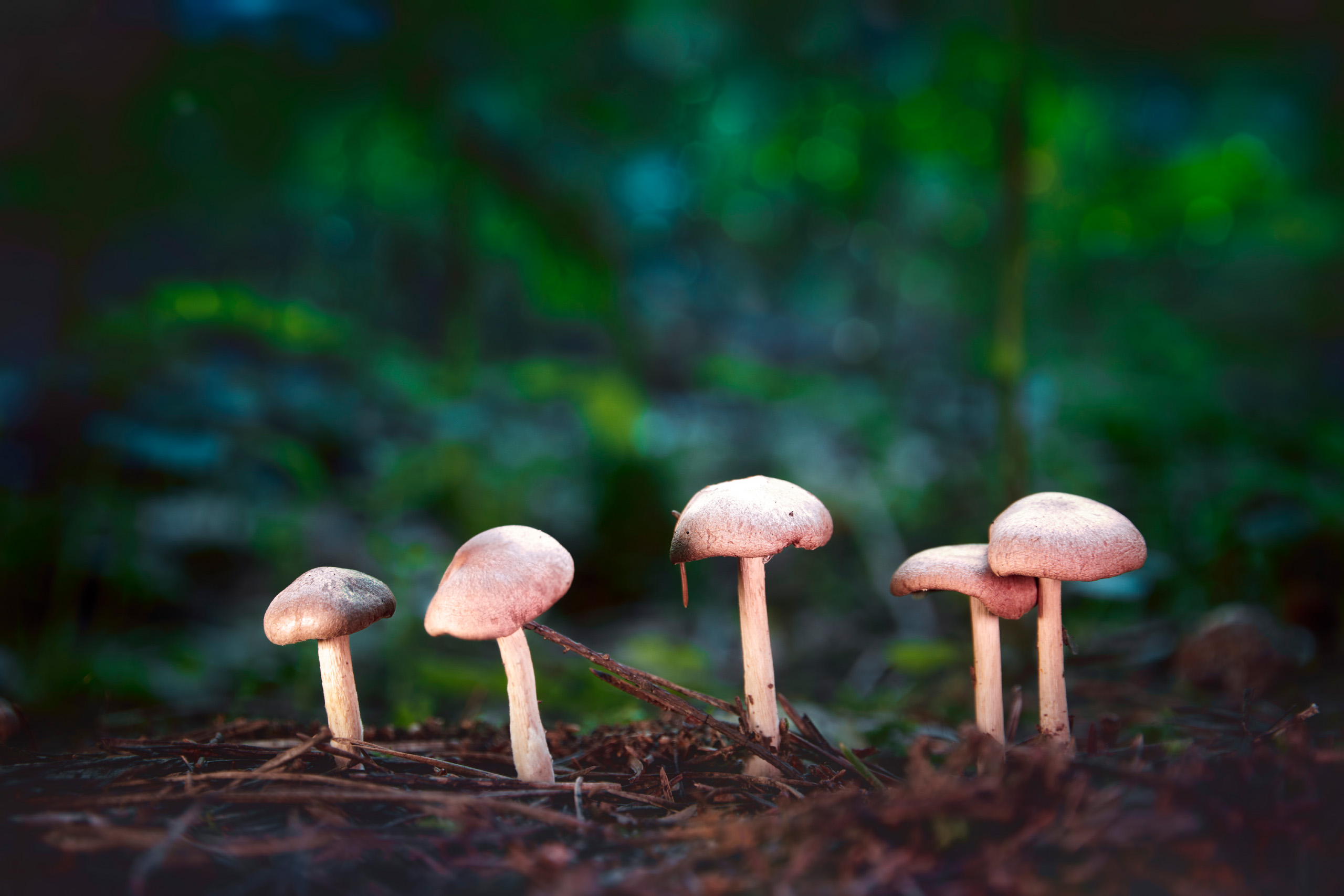 грибы, Валерий Вождаев