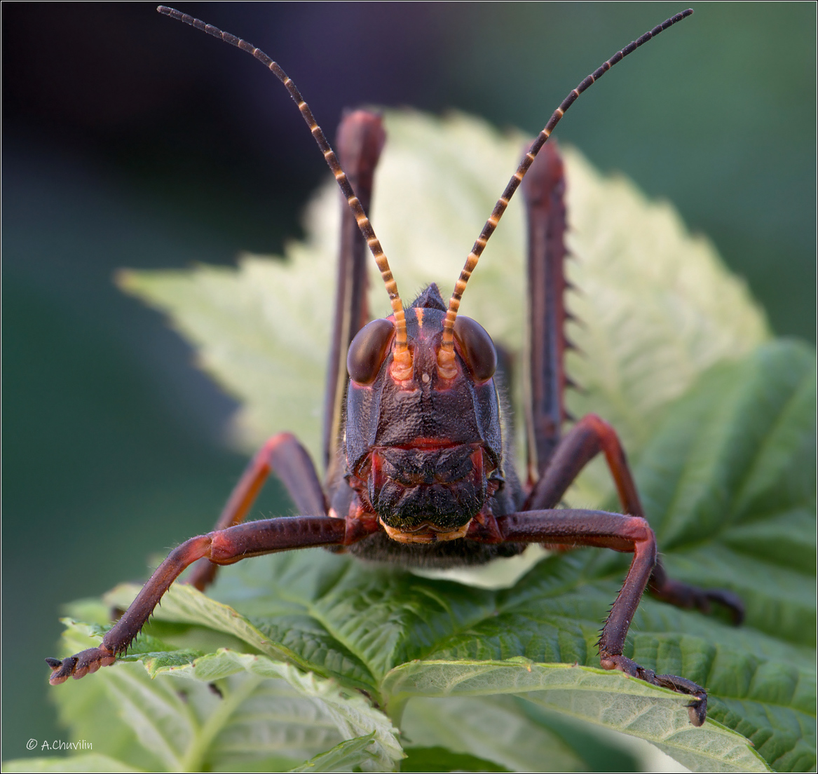 кузнечик,мордашка, Александр Чувилин
