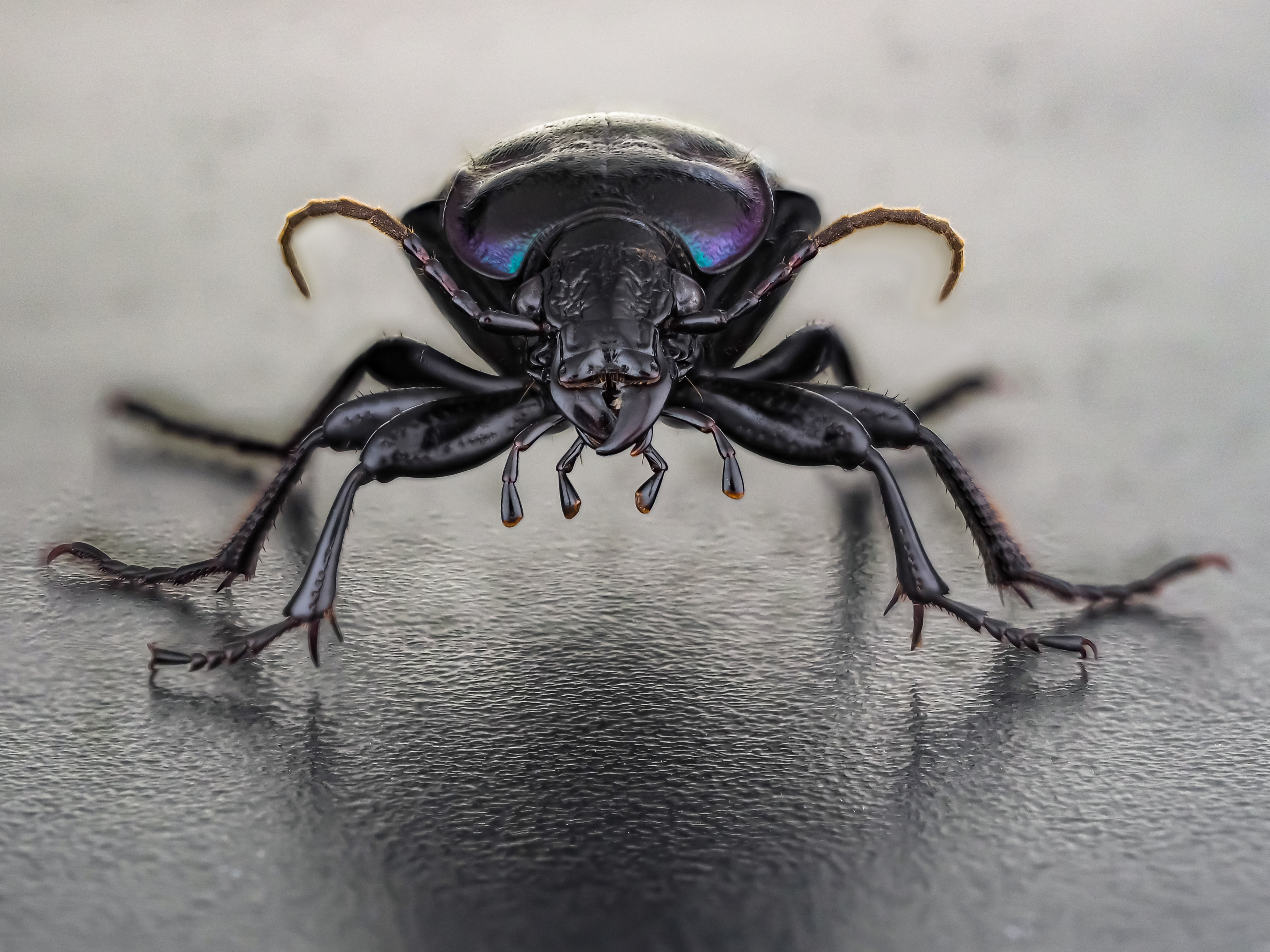 , Олег Савицкий