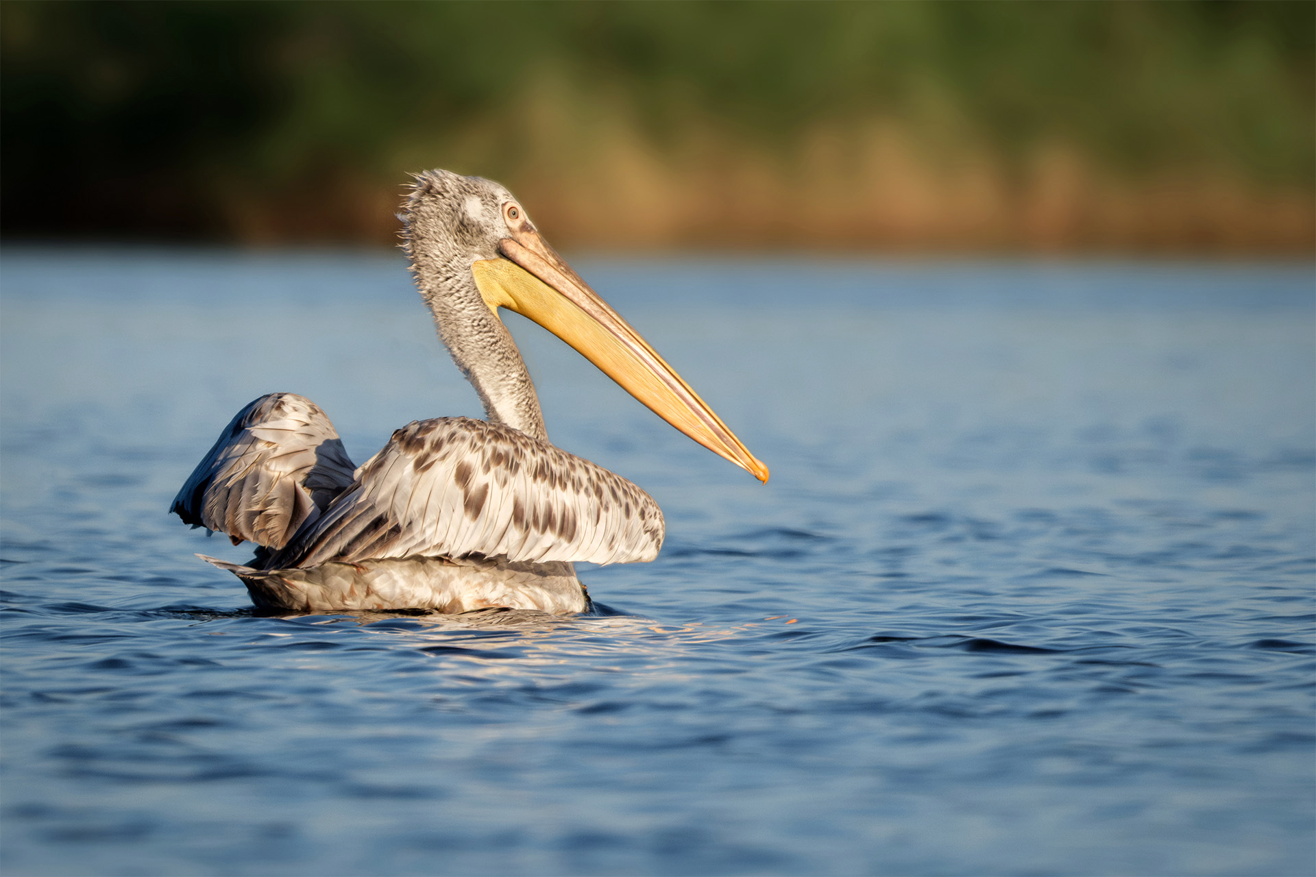 , Бодрягин Виталий